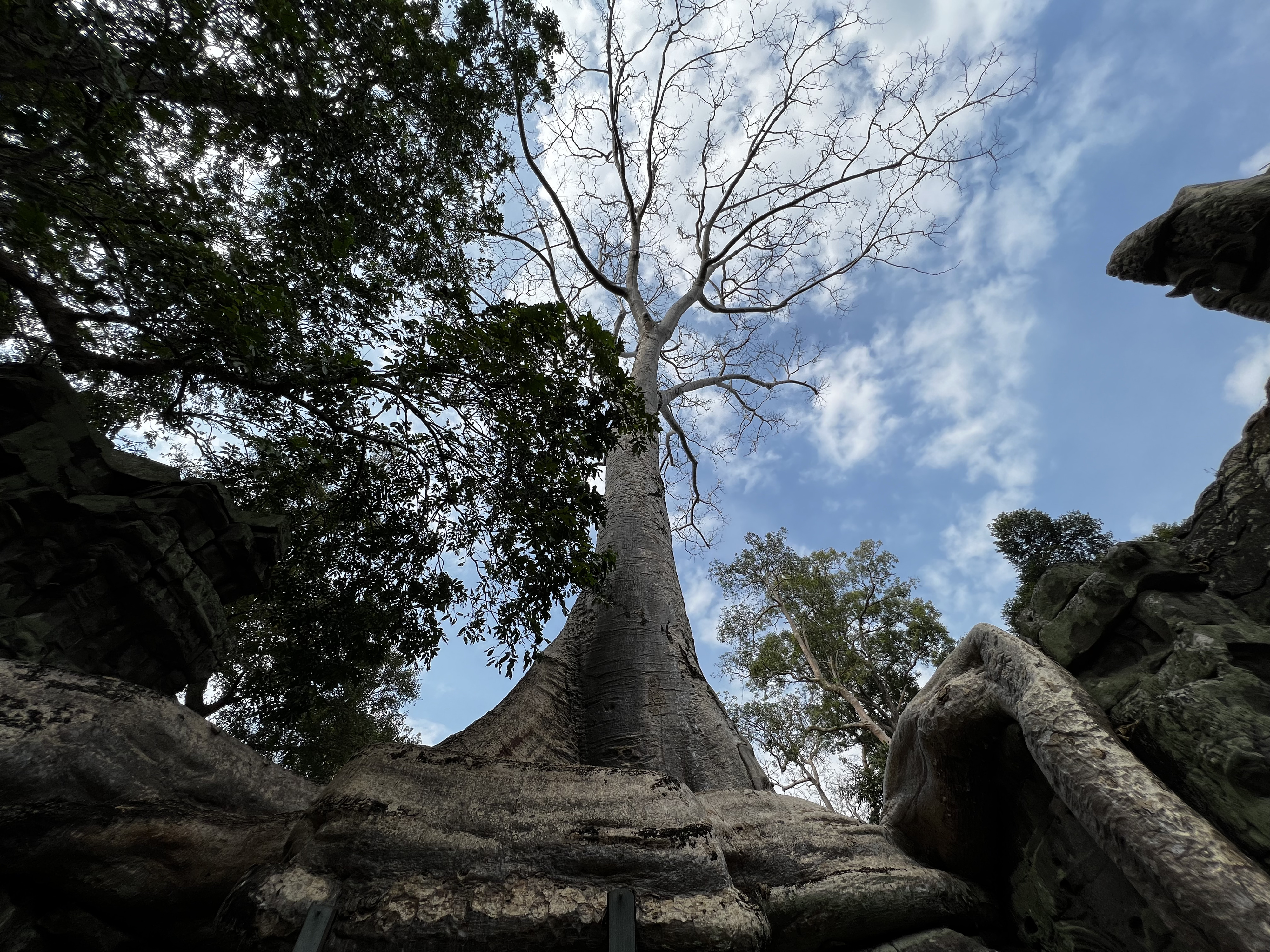 照片 柬埔寨(Cambodia) 暹粒(Siem Reap) 塔布茏寺(Ta Prohm) 2023-01 92