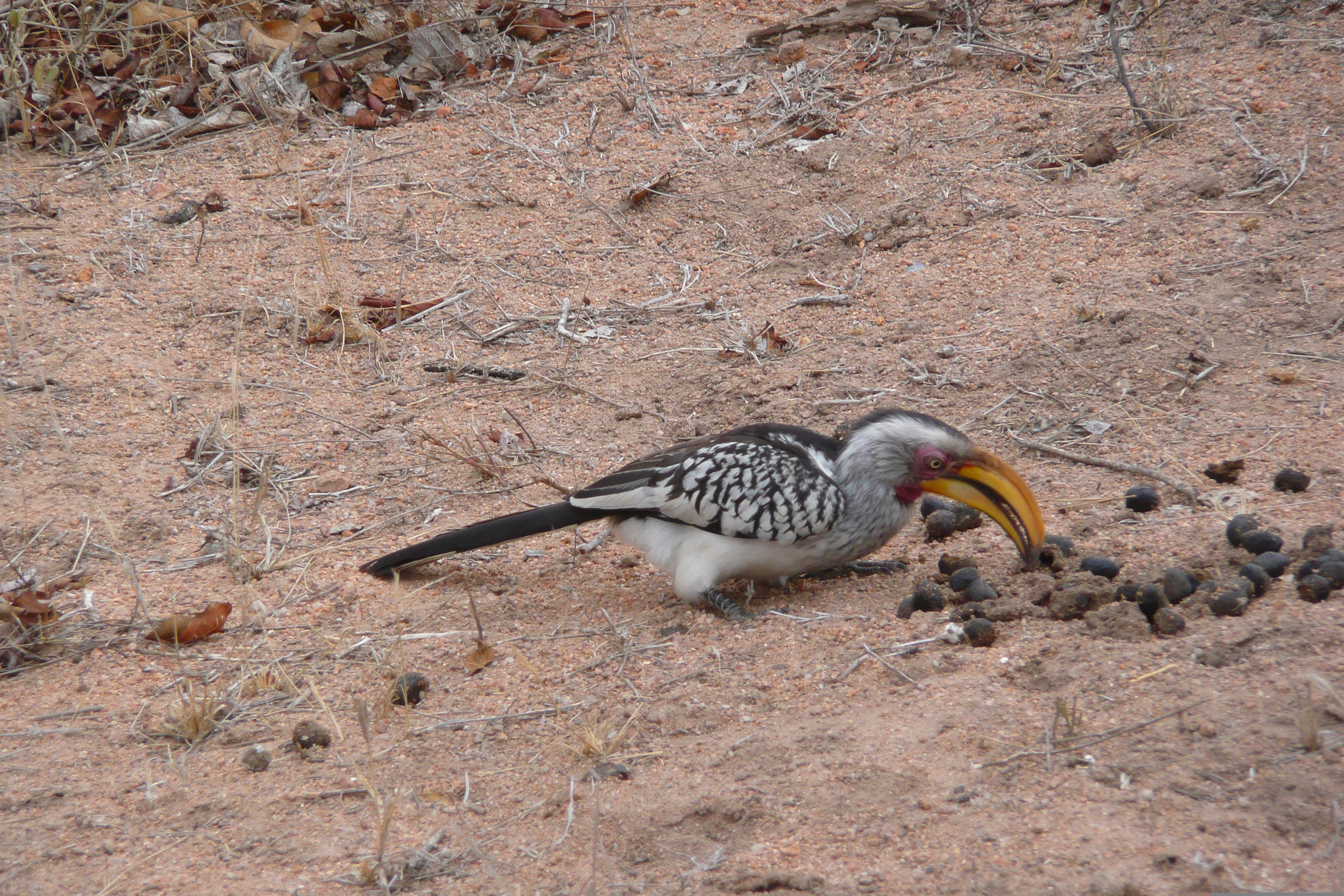 照片 南非(South Africa) 克鲁格国家公园(Kruger National Park) 姆蓬多(Mpondo) 2008-09 24