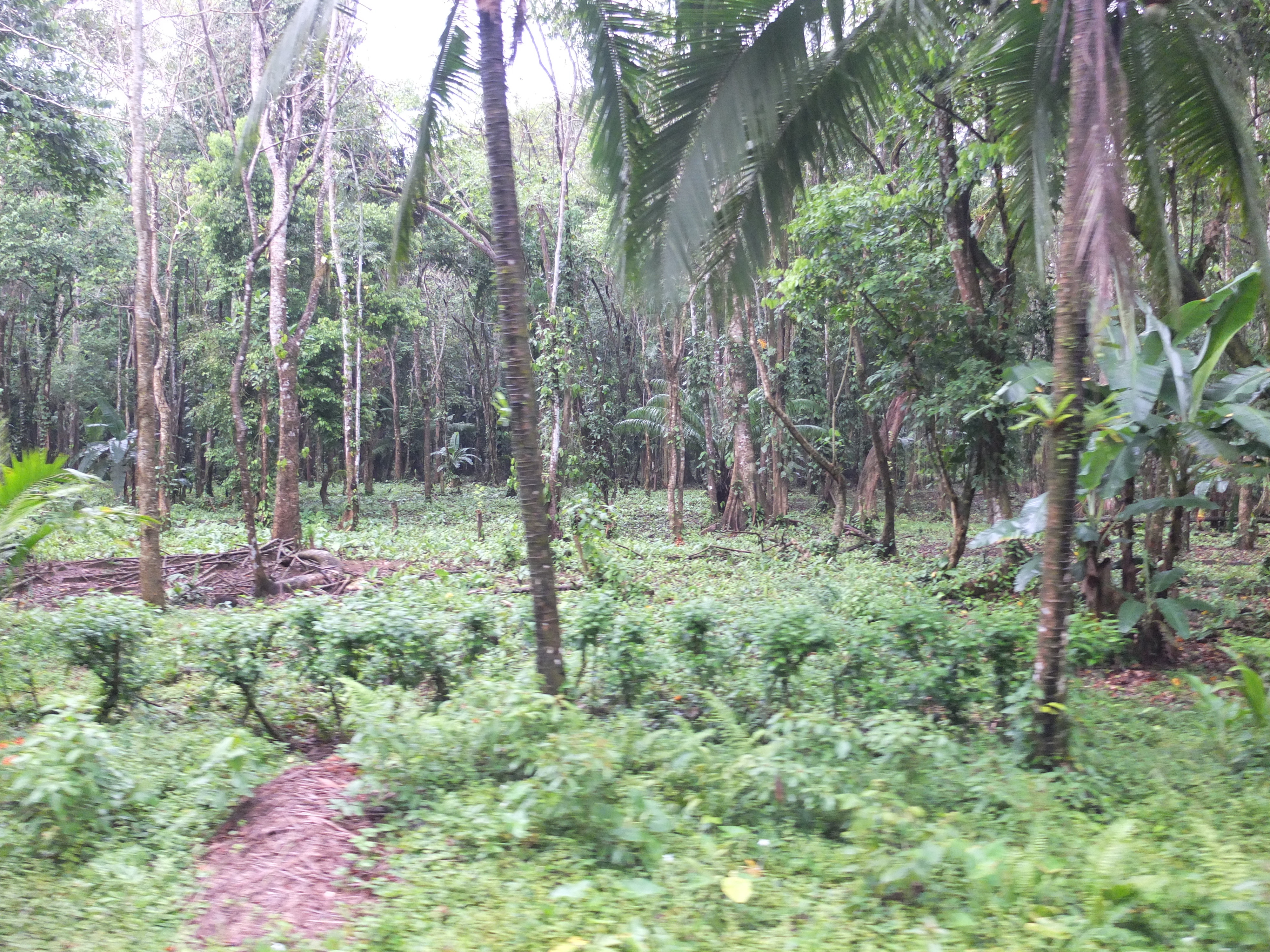照片 哥斯达黎加(Costa Rica) 塔拉曼卡旧港(Puerto Viejo de Talamanca) 2015-03 33