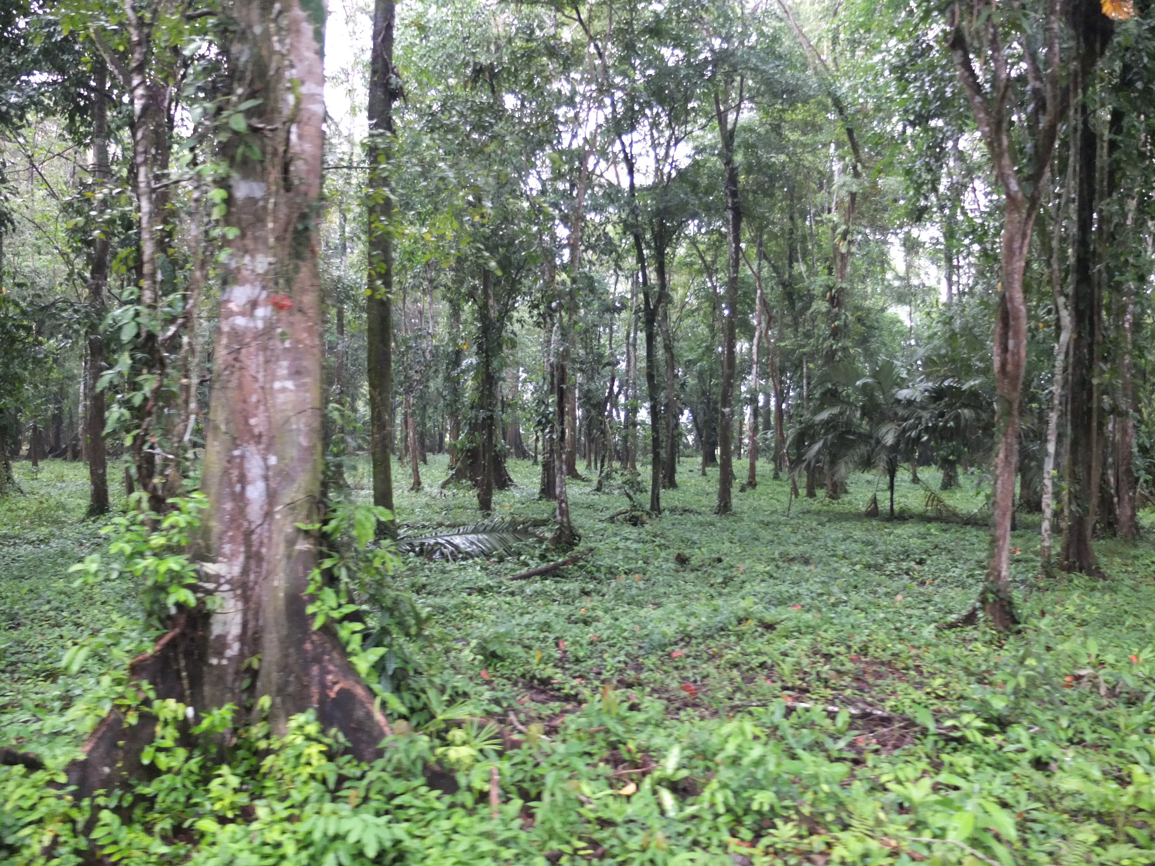 照片 哥斯达黎加(Costa Rica) 塔拉曼卡旧港(Puerto Viejo de Talamanca) 2015-03 36