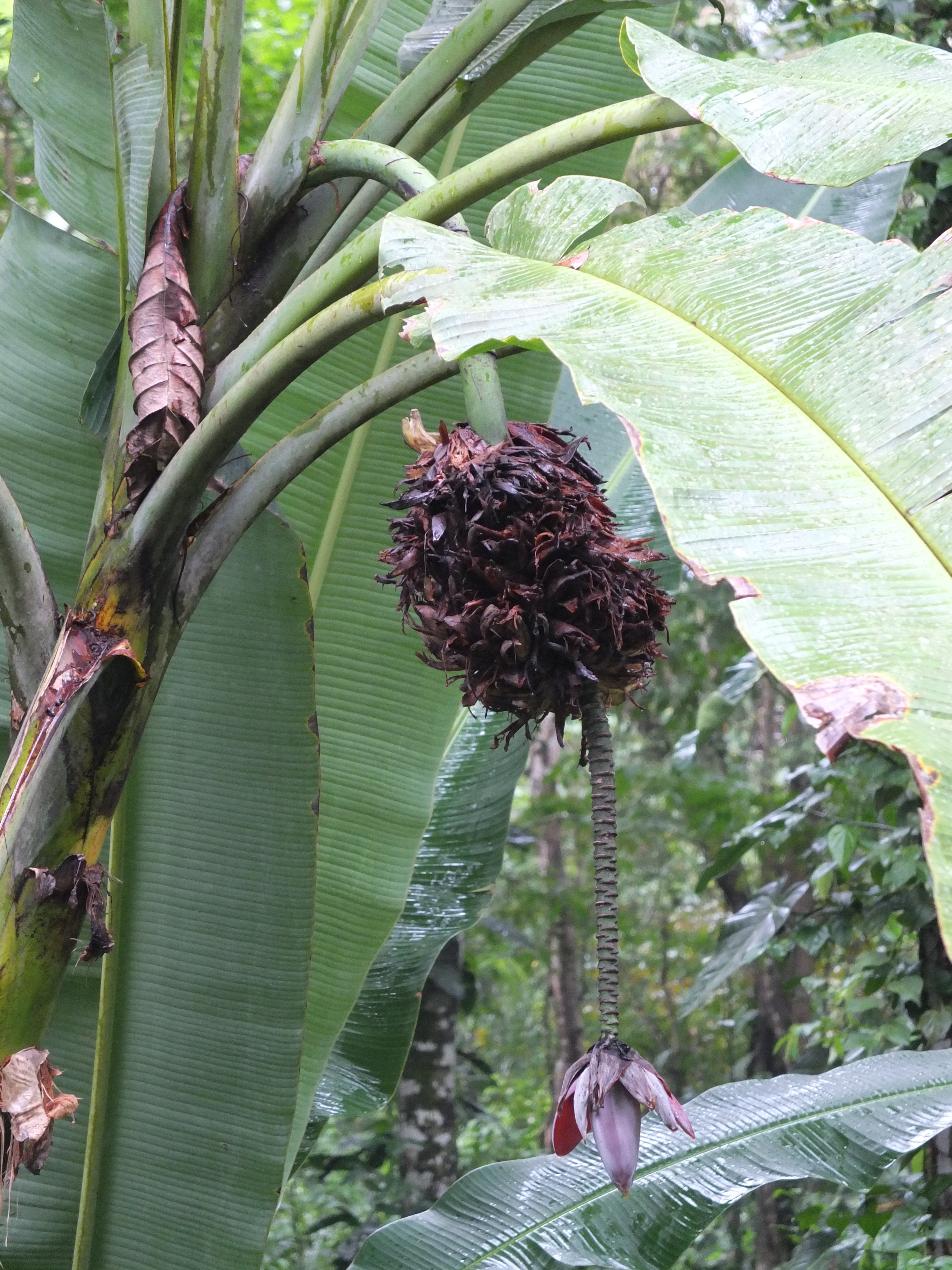 照片 哥斯达黎加(Costa Rica) 塔拉曼卡旧港(Puerto Viejo de Talamanca) 2015-03 49