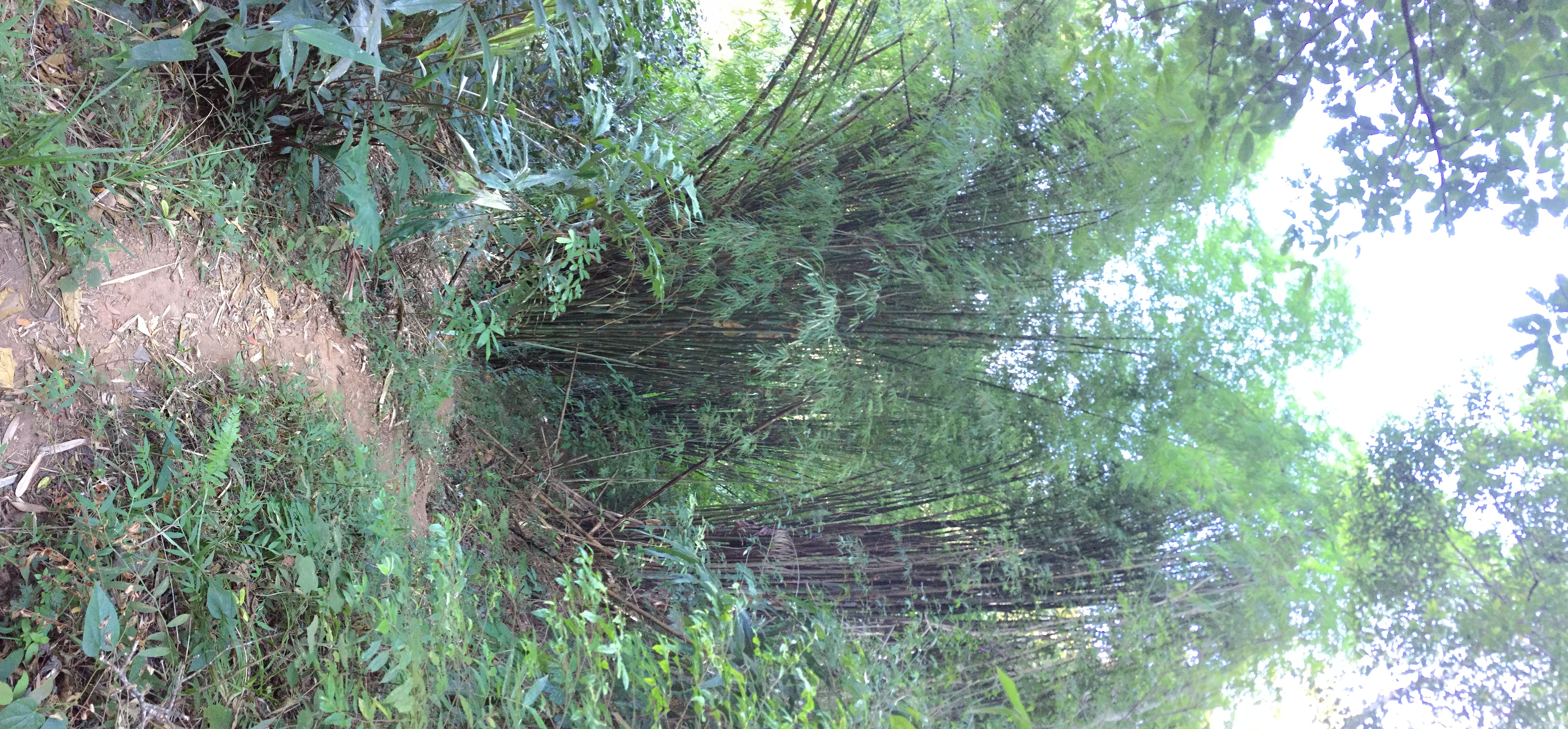 照片 泰国(Thailand) 普欣隆卡国家公园(Phu Hin Rong Kla National Park) 2014-12 132