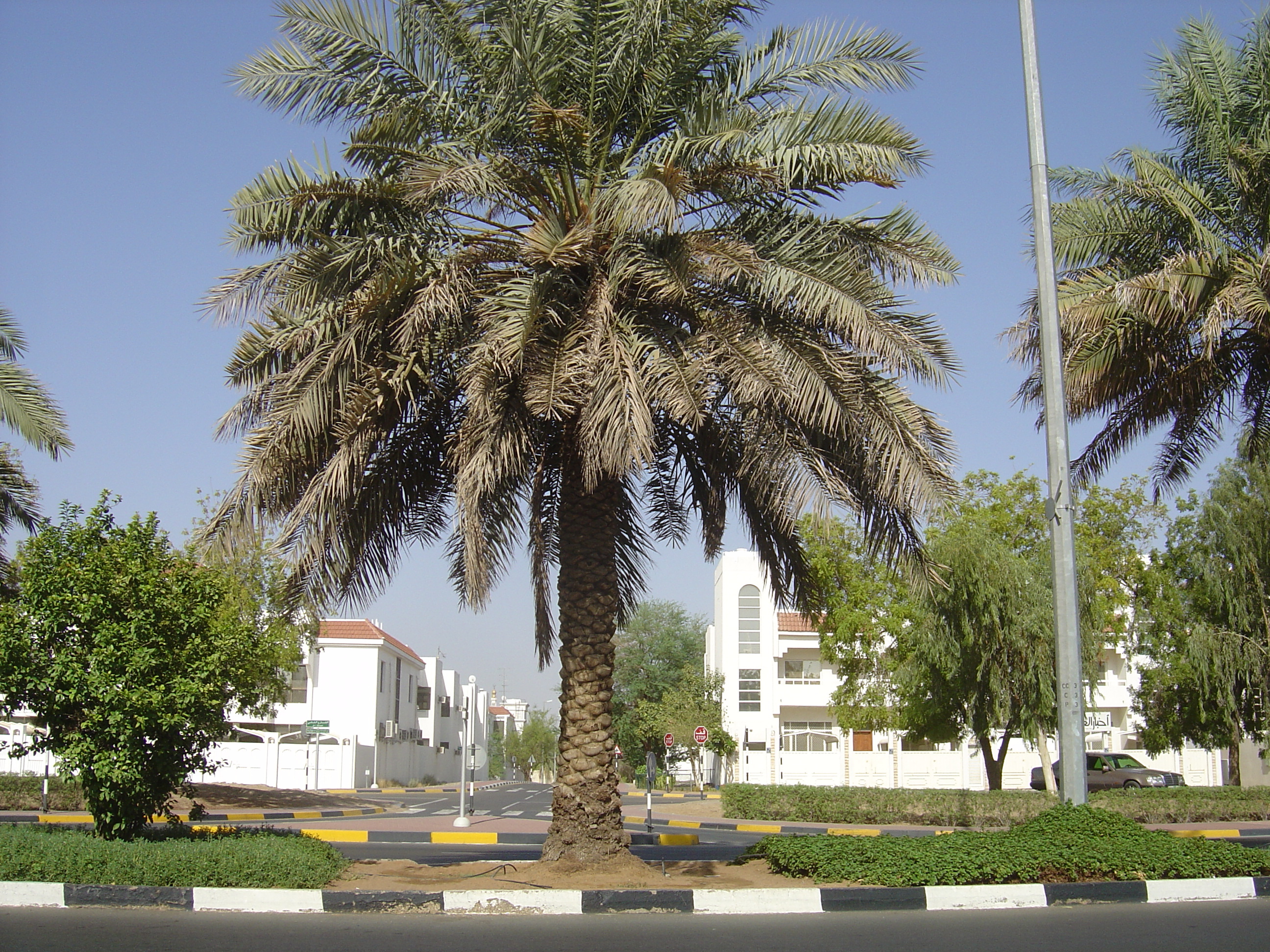 照片 阿联酋(United Arab Emirates) 艾因(Al Ain) 2005-09 7