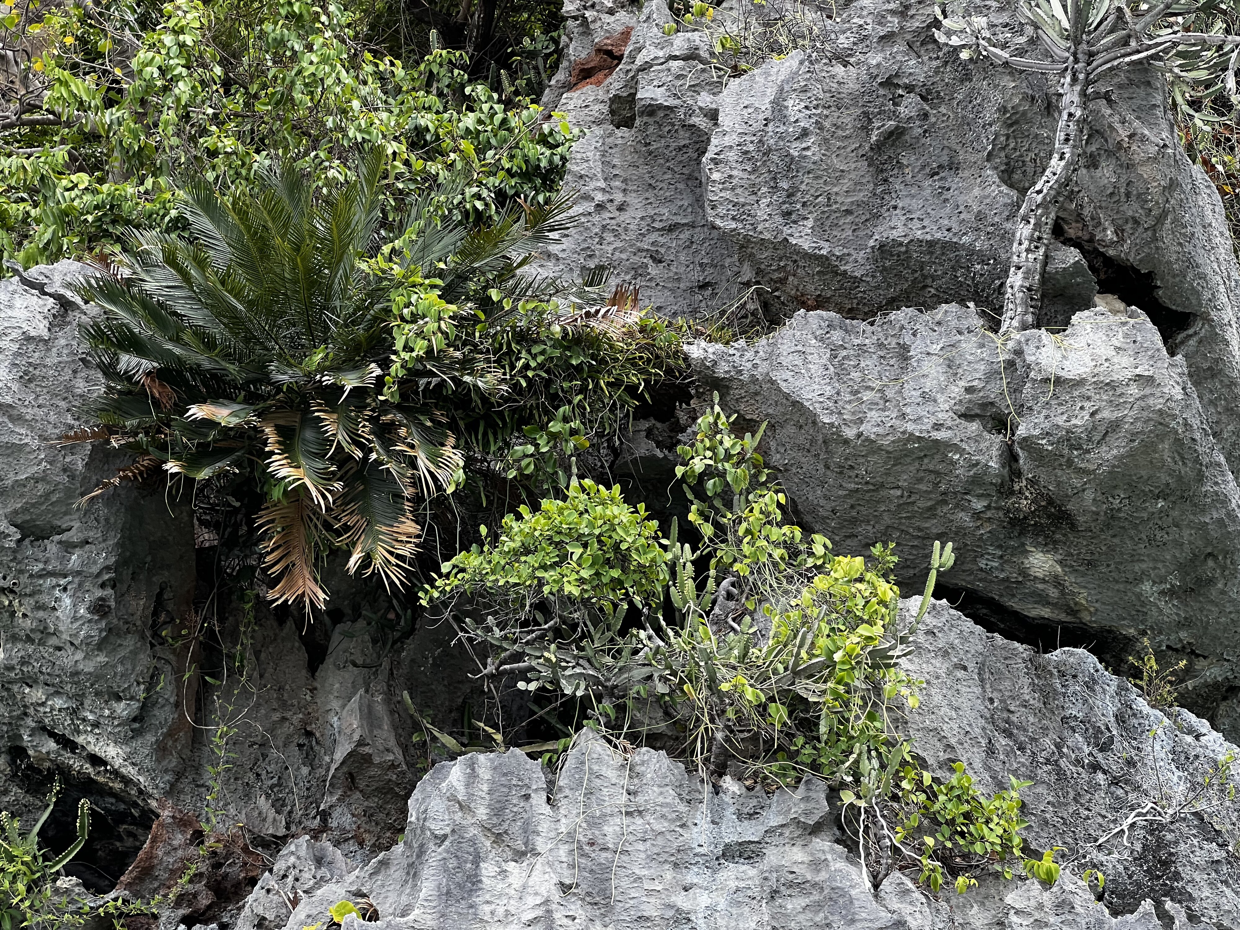 照片 泰国(Thailand) 甲米(Krabi) 2023-01 312