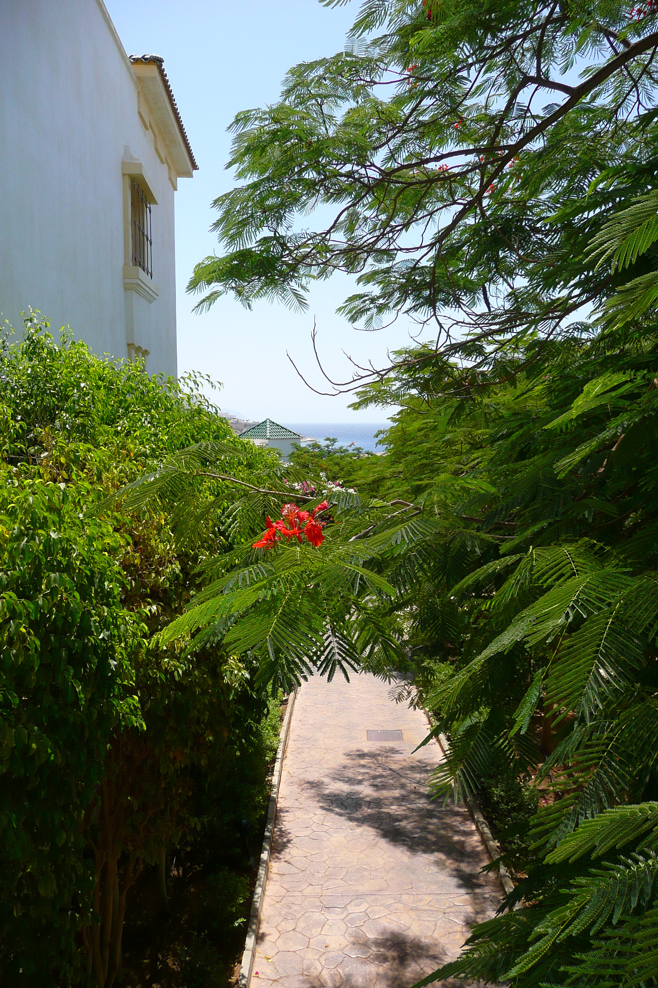 照片 埃及(Egypt) 沙姆沙伊赫(Sharm el Sheikh) 凯悦酒店(Hyatt Hotel) 2008-06 143