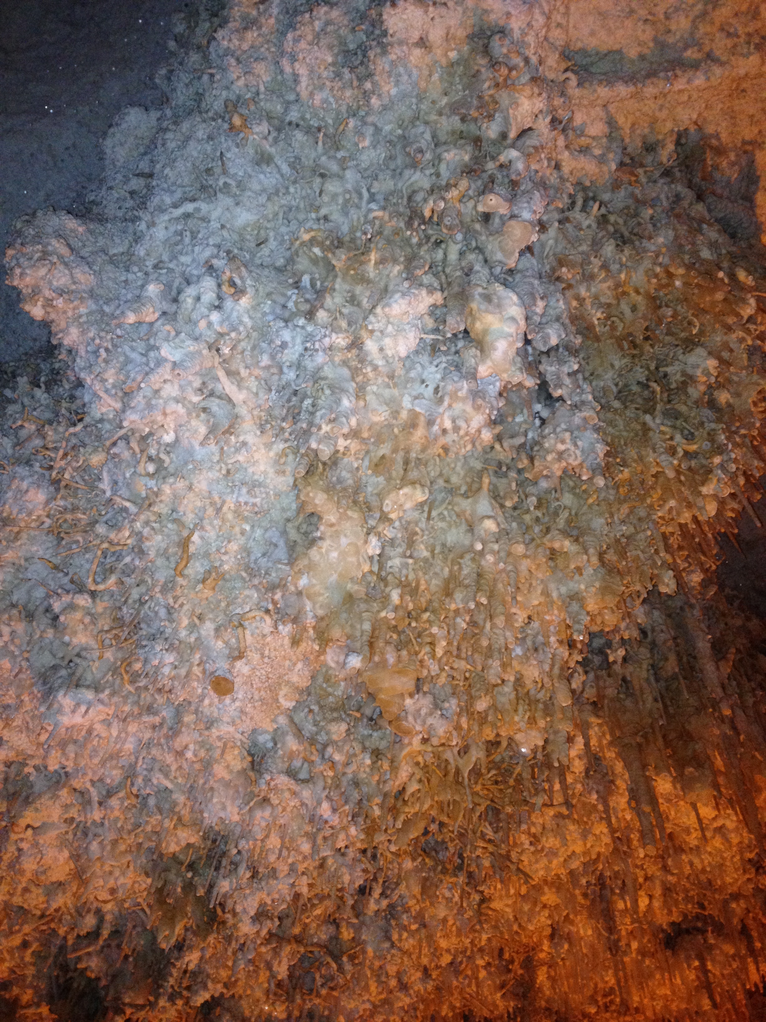 照片 意大利(Italy) 撒丁岛(Sardinia) 卡恰角(Capo Caccia) 2015-06 72