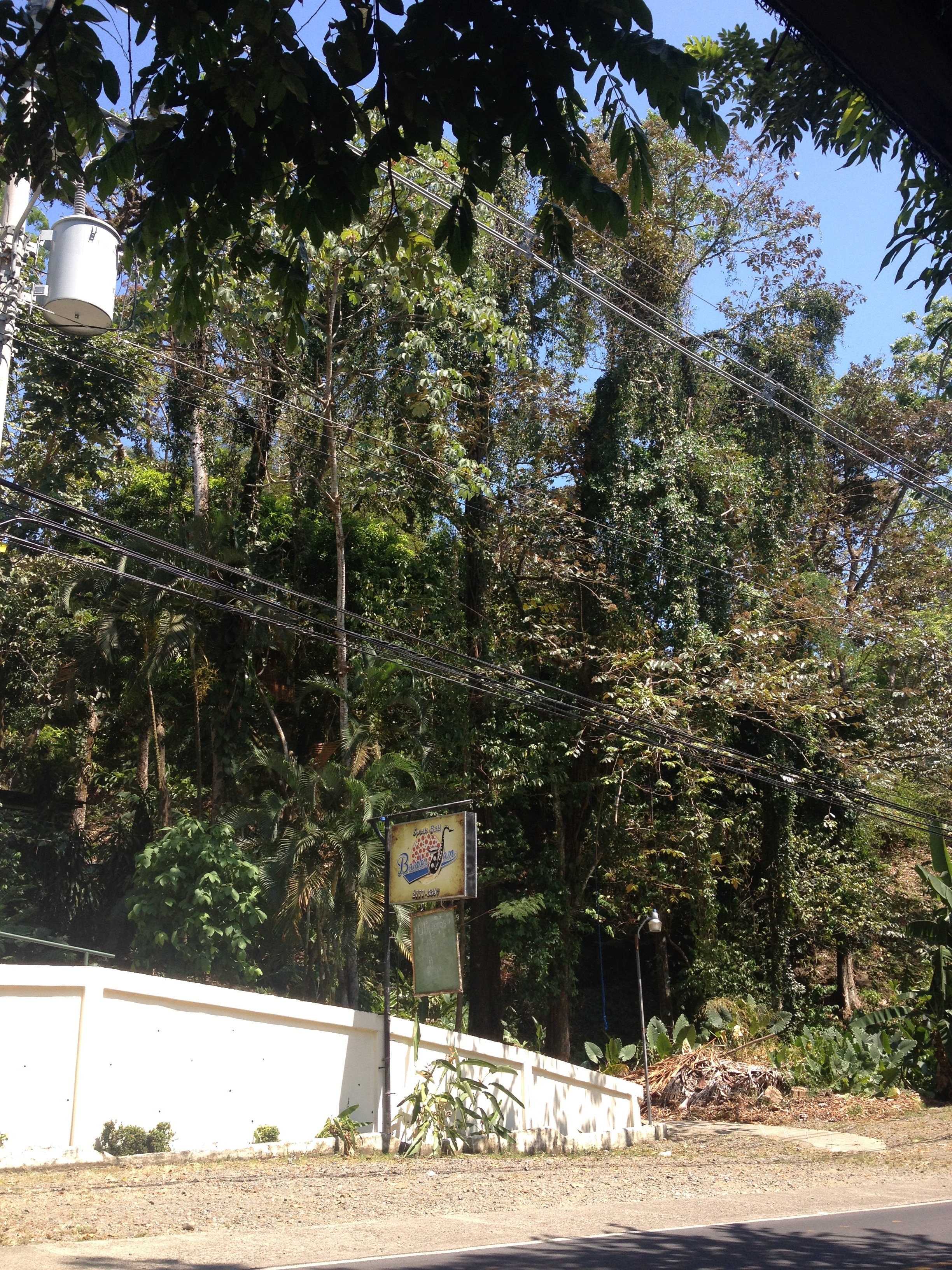 照片 哥斯达黎加(Costa Rica) 曼努埃尔安东尼奥(Manuel Antonio) 2015-03 2