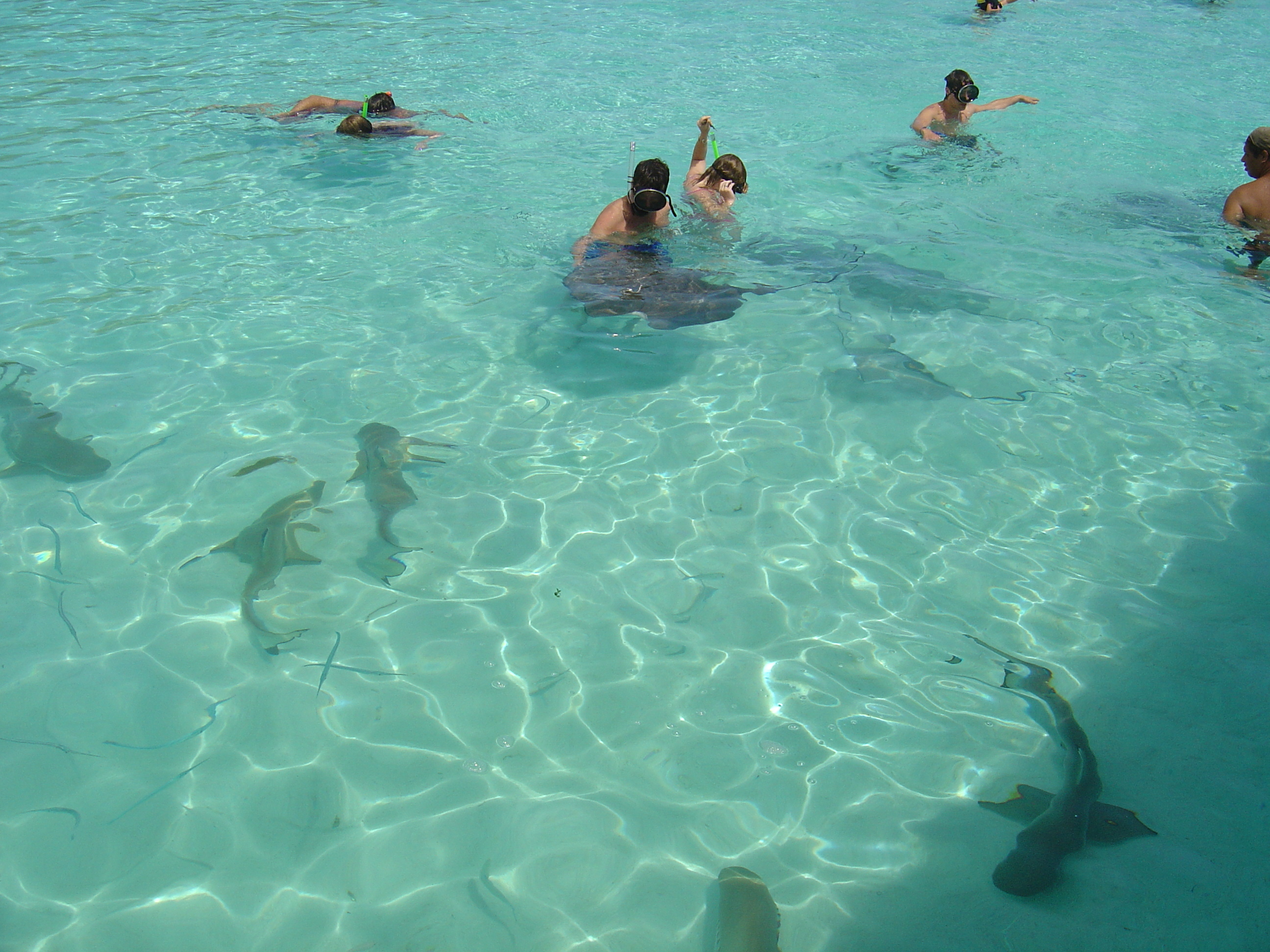 照片 波利尼西亚(Polynesia) 莫雷阿岛(Moorea) 2006-04 164