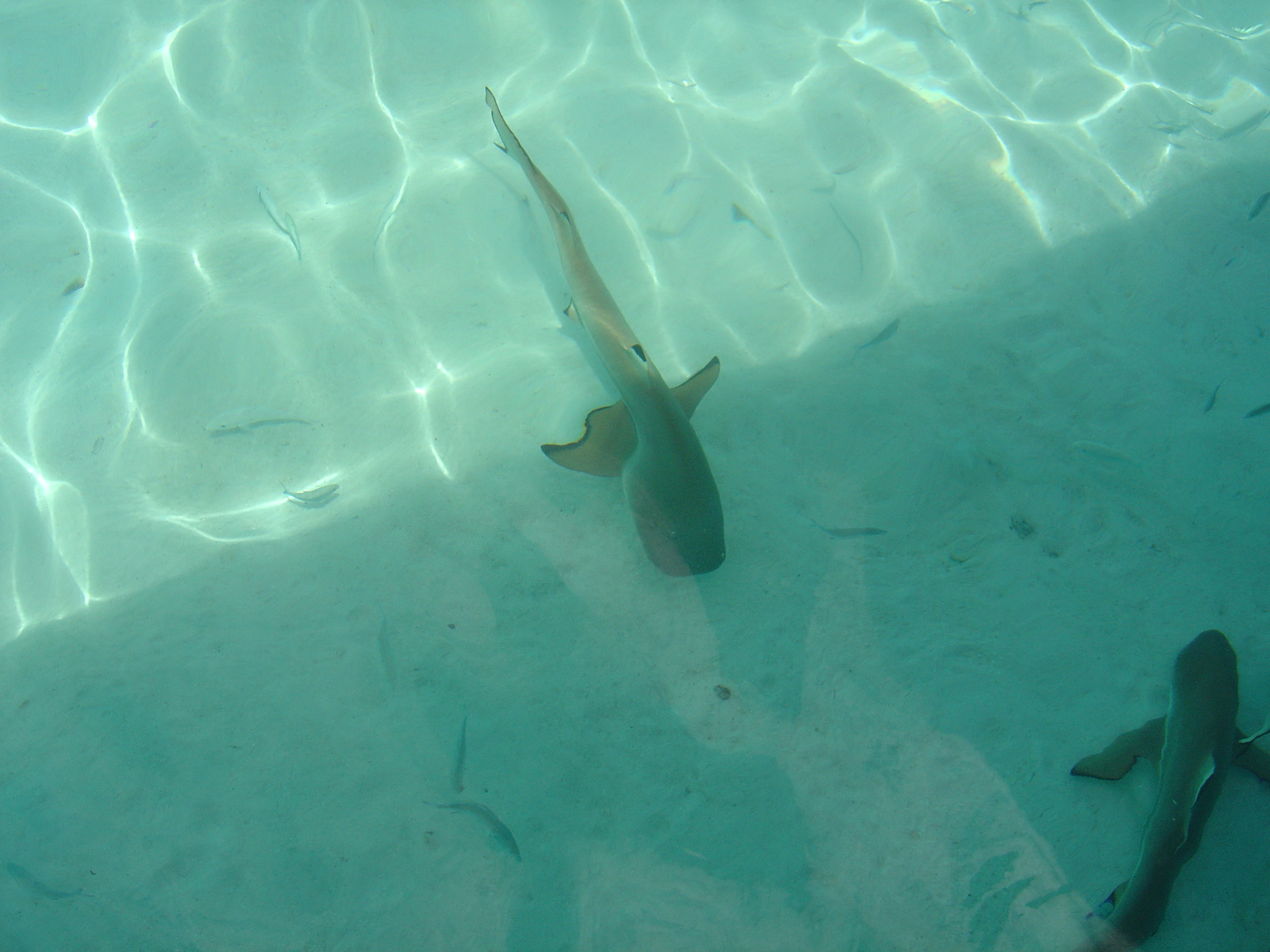 照片 波利尼西亚(Polynesia) 莫雷阿岛(Moorea) 2006-04 181