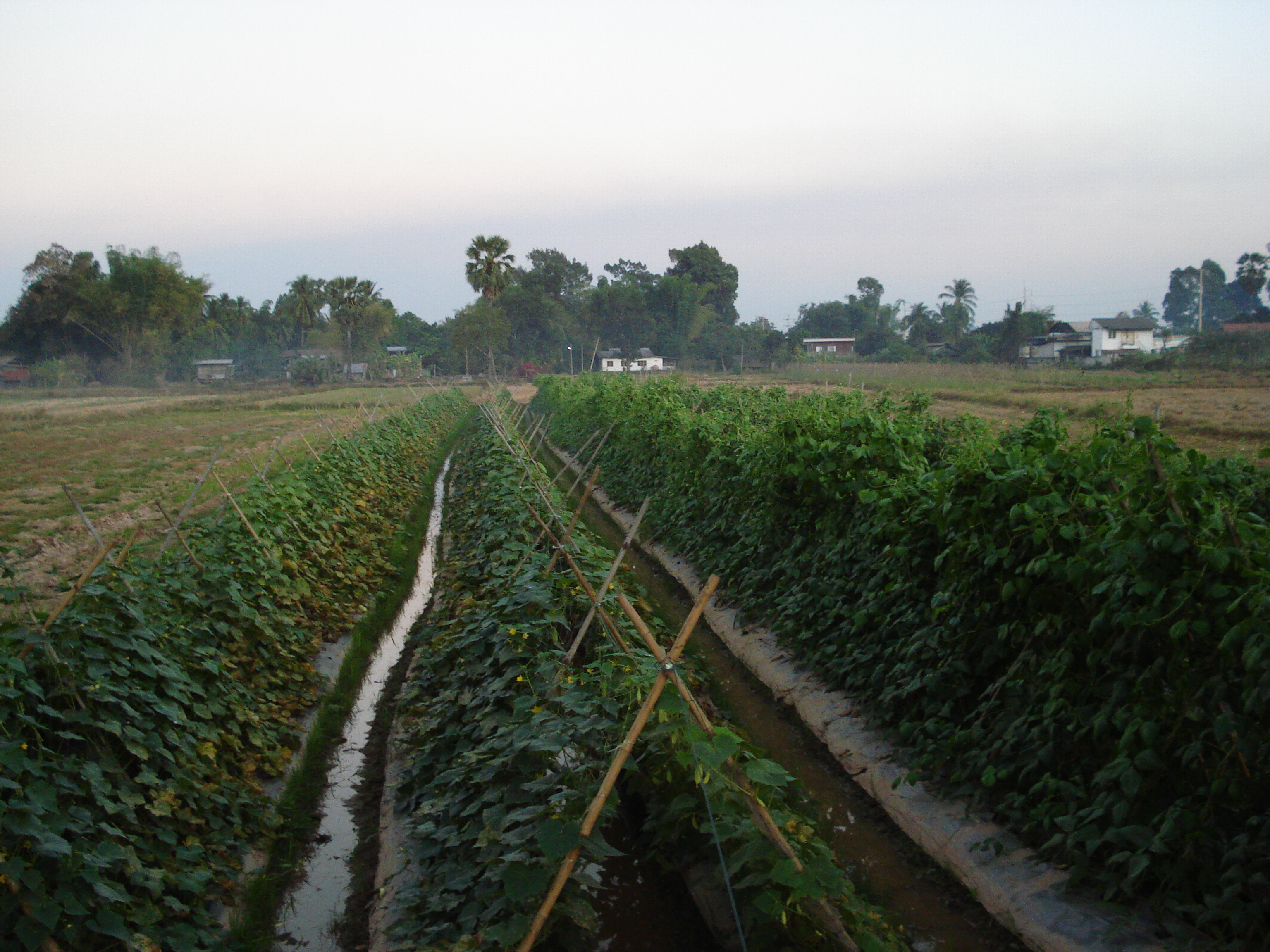 照片 泰国(Thailand) 彭世洛(Phitsanulok) 宗通路(Jomthong Road) 2008-01 21