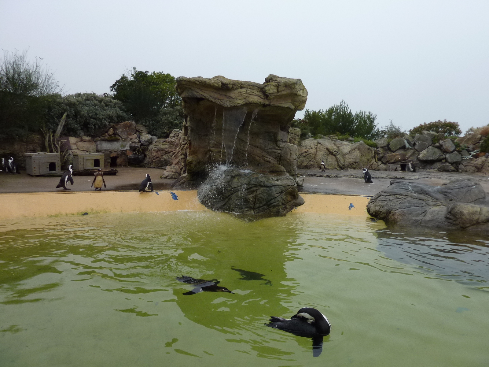 照片 法国(France) 勒克鲁瓦西克(Le Croisic) 海洋馆(Ocearium) 2009-10 5