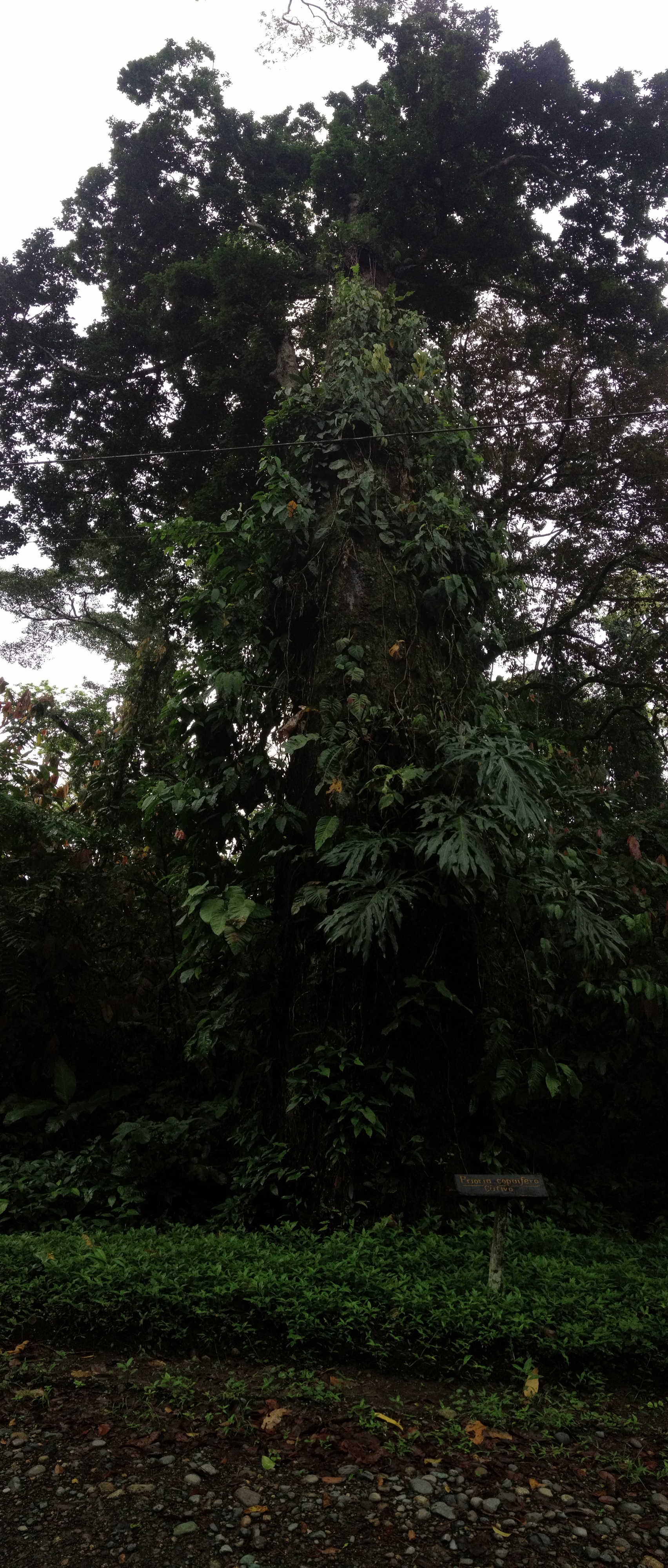 照片 哥斯达黎加(Costa Rica) 卡维塔(Cahuita) 2015-03 102