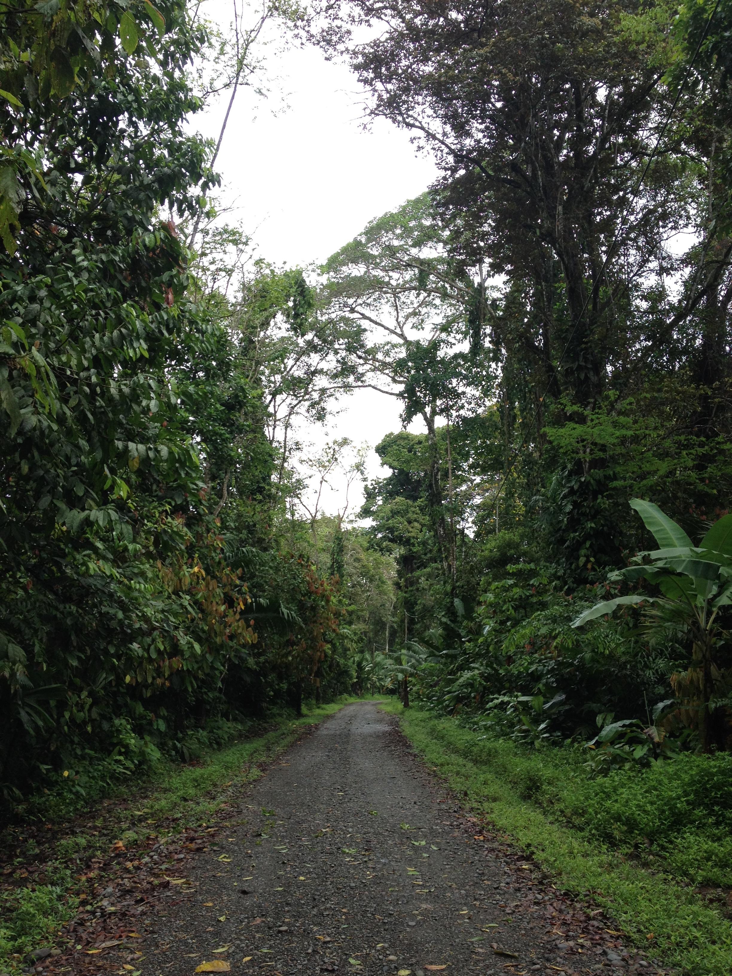 照片 哥斯达黎加(Costa Rica) 卡维塔(Cahuita) 2015-03 88