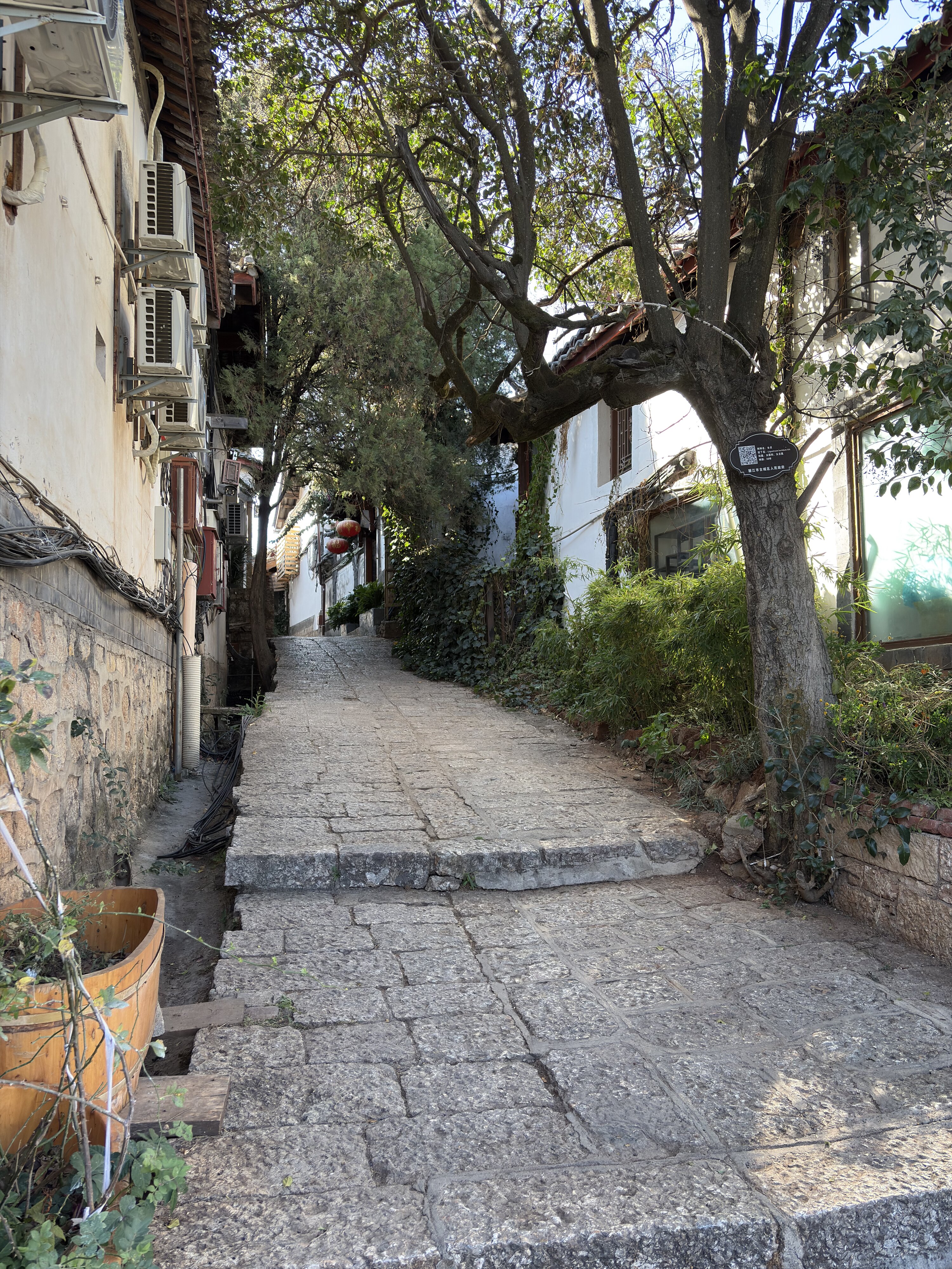 照片 中国(China) 丽江(Lijiang) 2026-01 522