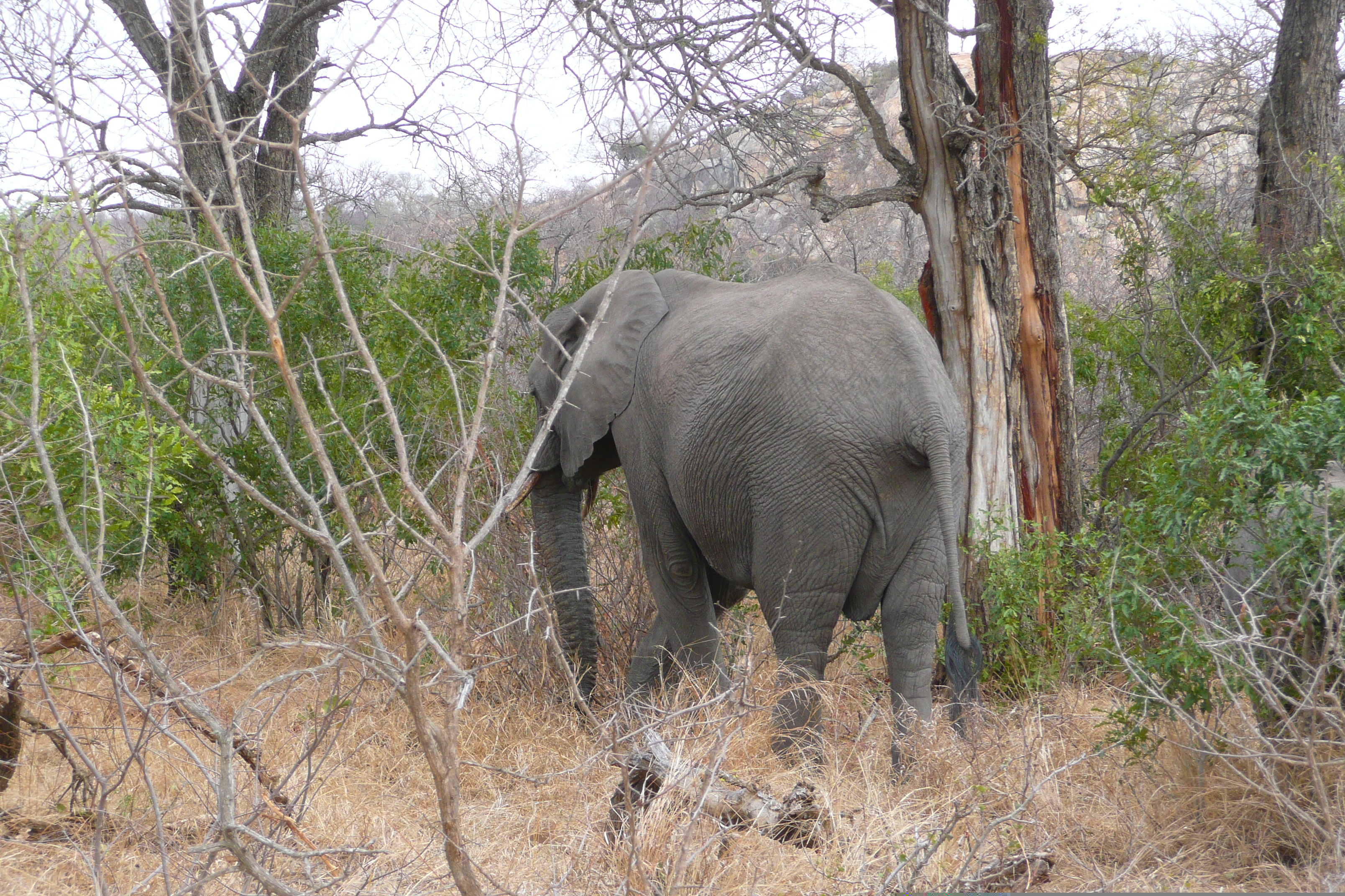 照片 南非(South Africa) 克鲁格国家公园(Kruger National Park) 2008-09 67