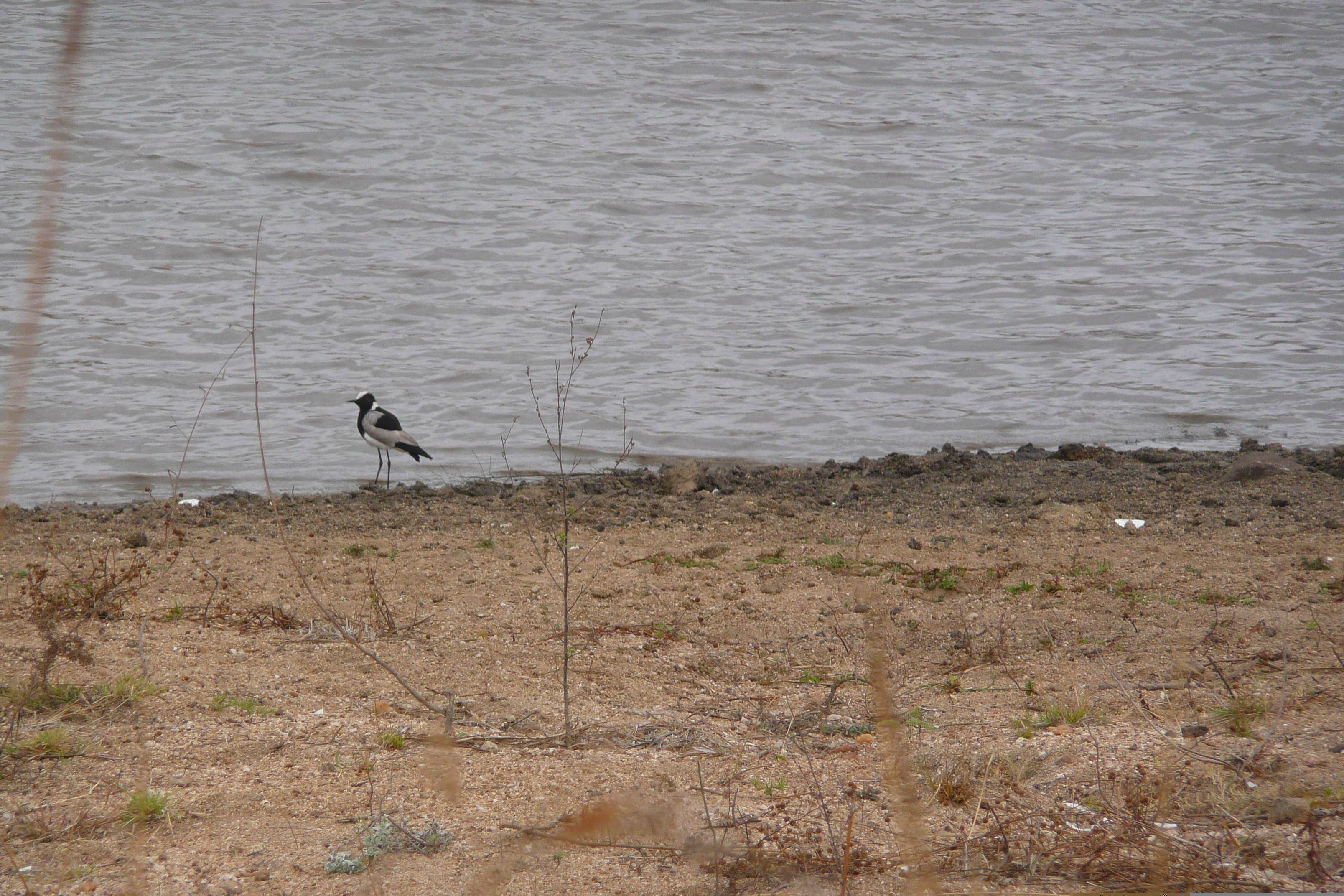 照片 南非(South Africa) 克鲁格国家公园(Kruger National Park) 2008-09 29