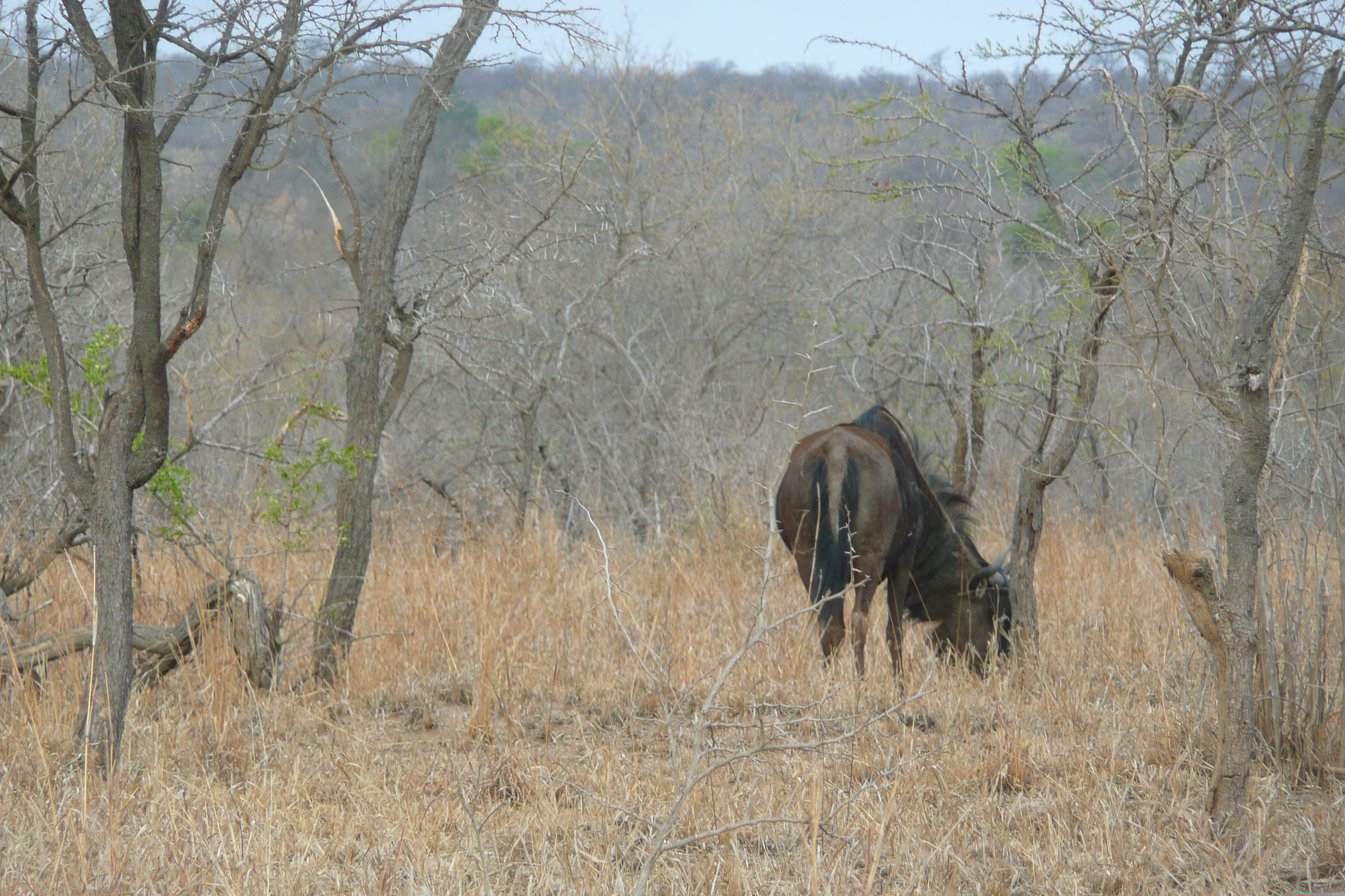 照片 南非(South Africa) 克鲁格国家公园(Kruger National Park) 2008-09 70