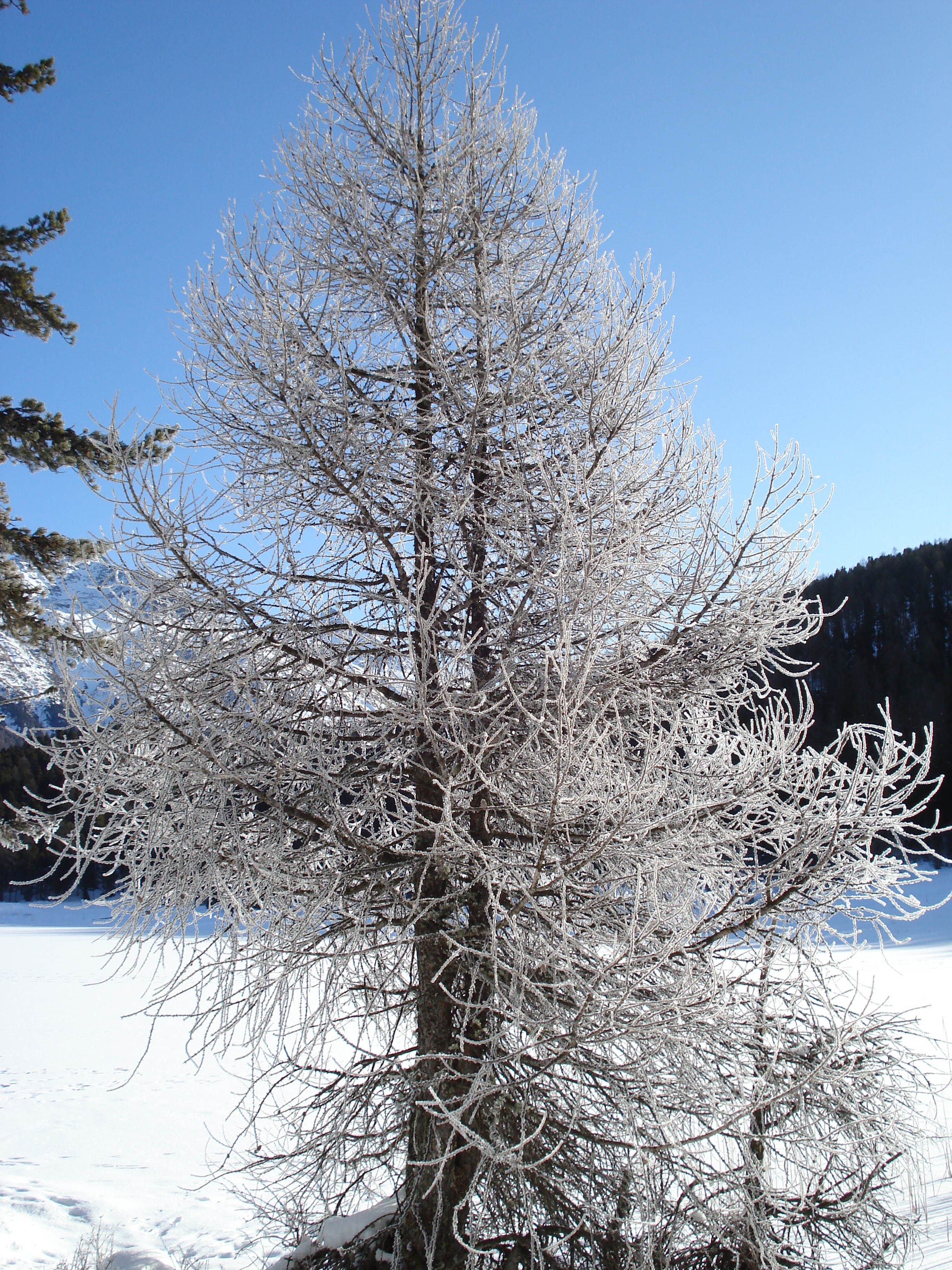 照片 瑞士(Switzerland) 圣莫里茨施拉里尼亚(St Moritz Schlarigna) 2007-01 86