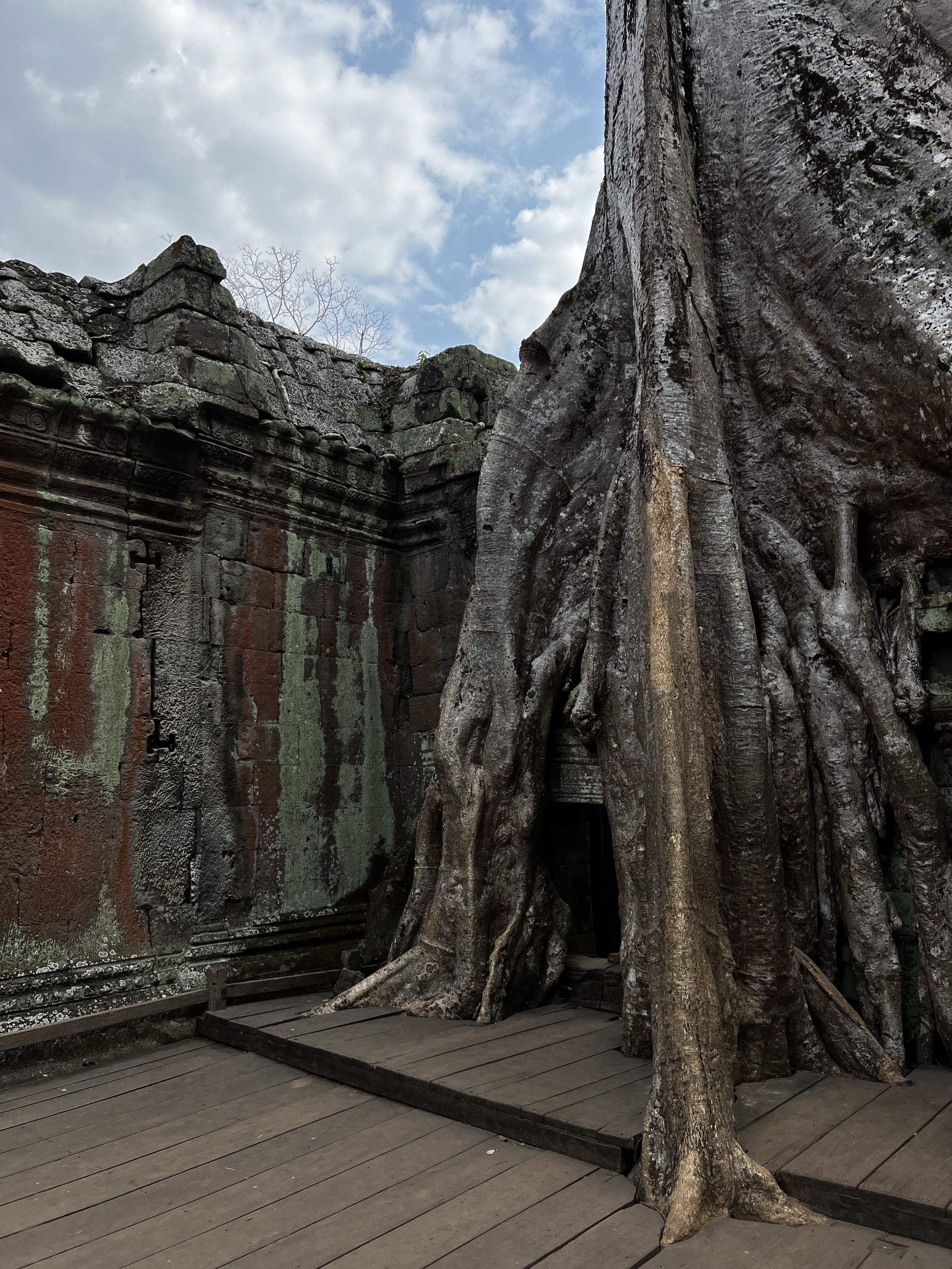 照片 柬埔寨(Cambodia) 暹粒(Siem Reap) 塔布茏寺(Ta Prohm) 2023-01 80