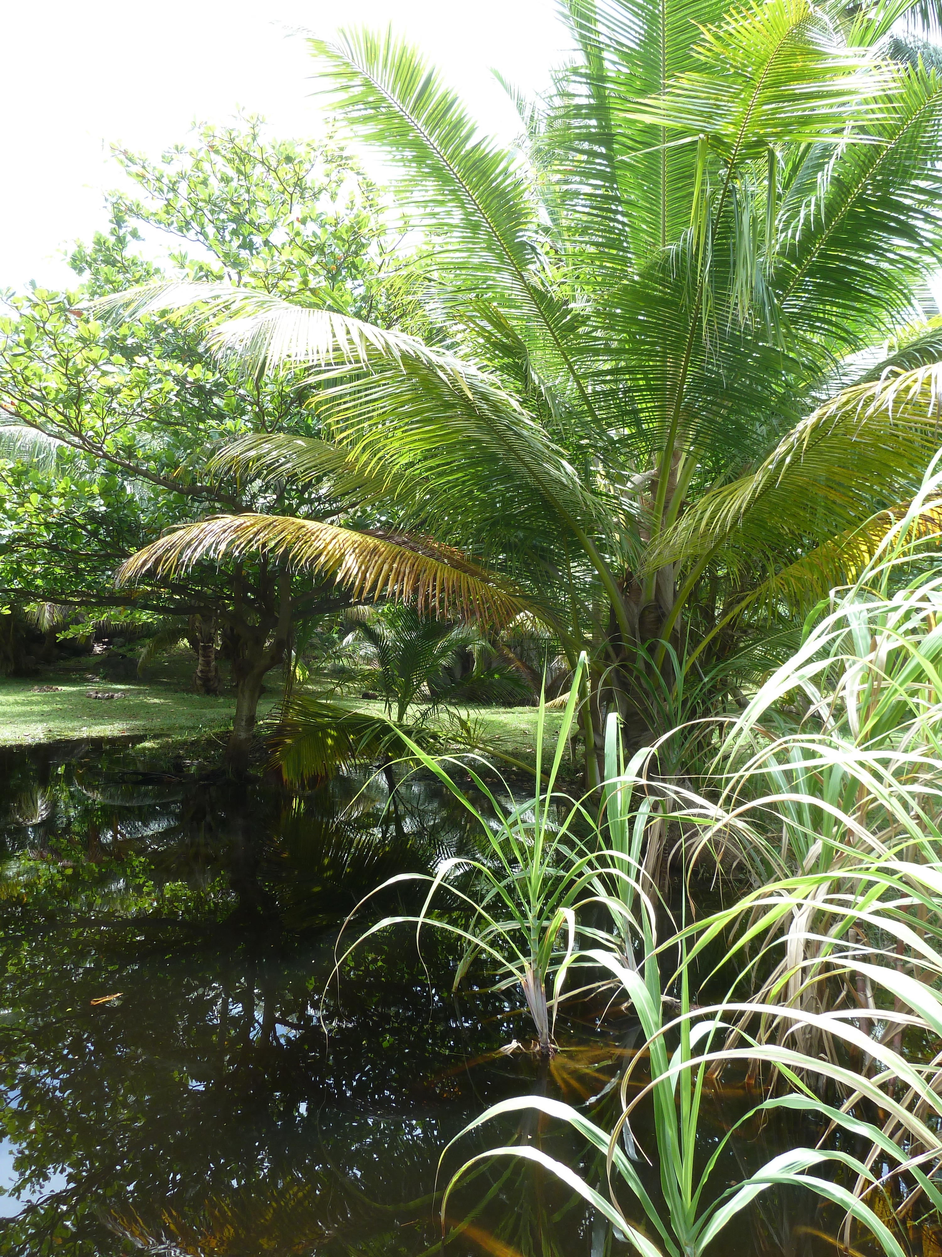 照片 塞舌尔(Seychelles) 大姐妹岛(Grande Soeur) 2011-10 95