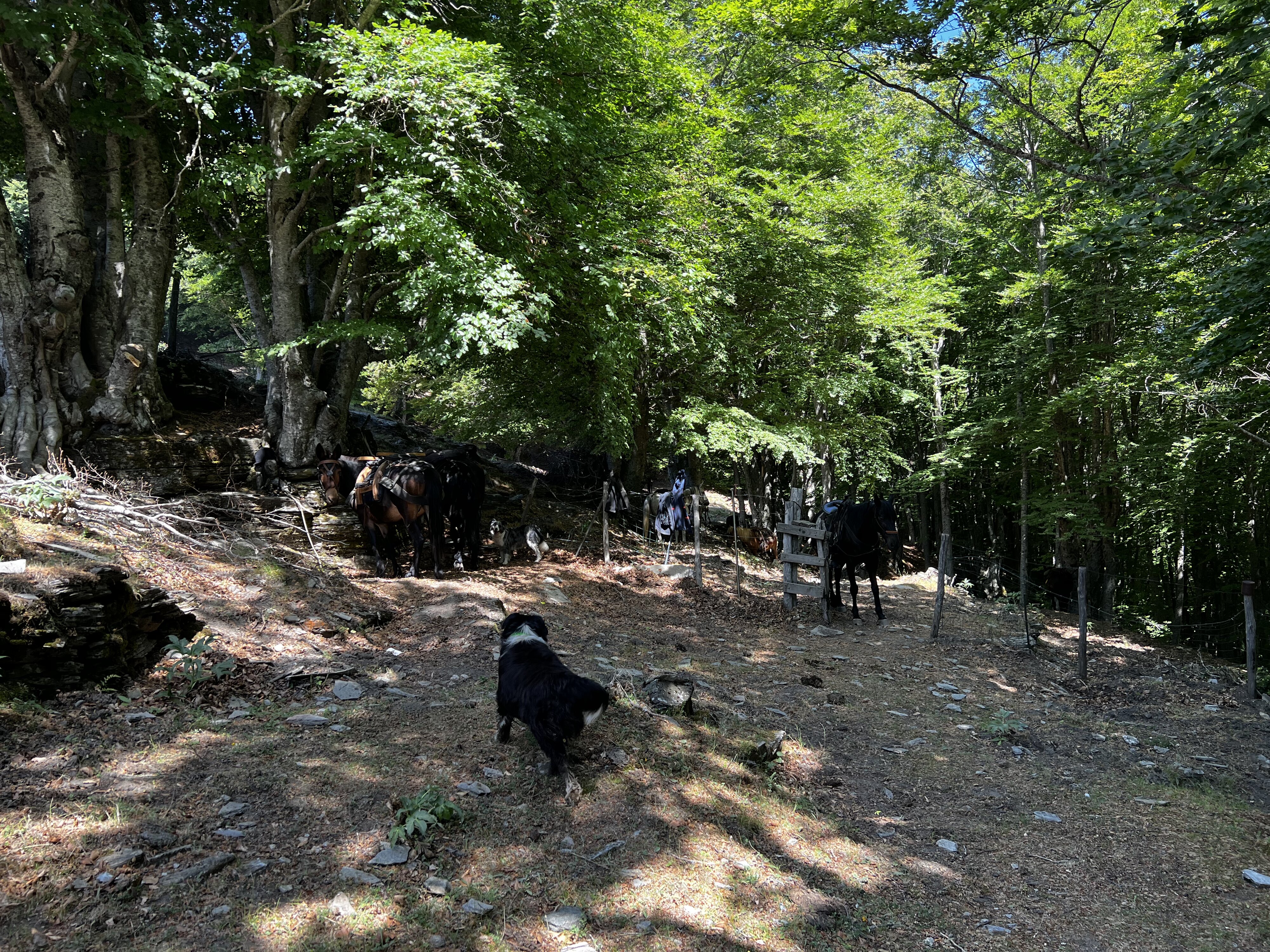 照片 法国(France) 科西嘉岛(Corsica) 卡莱鲁丘山屋(Refuge de Callerucciu) 2022-06 55
