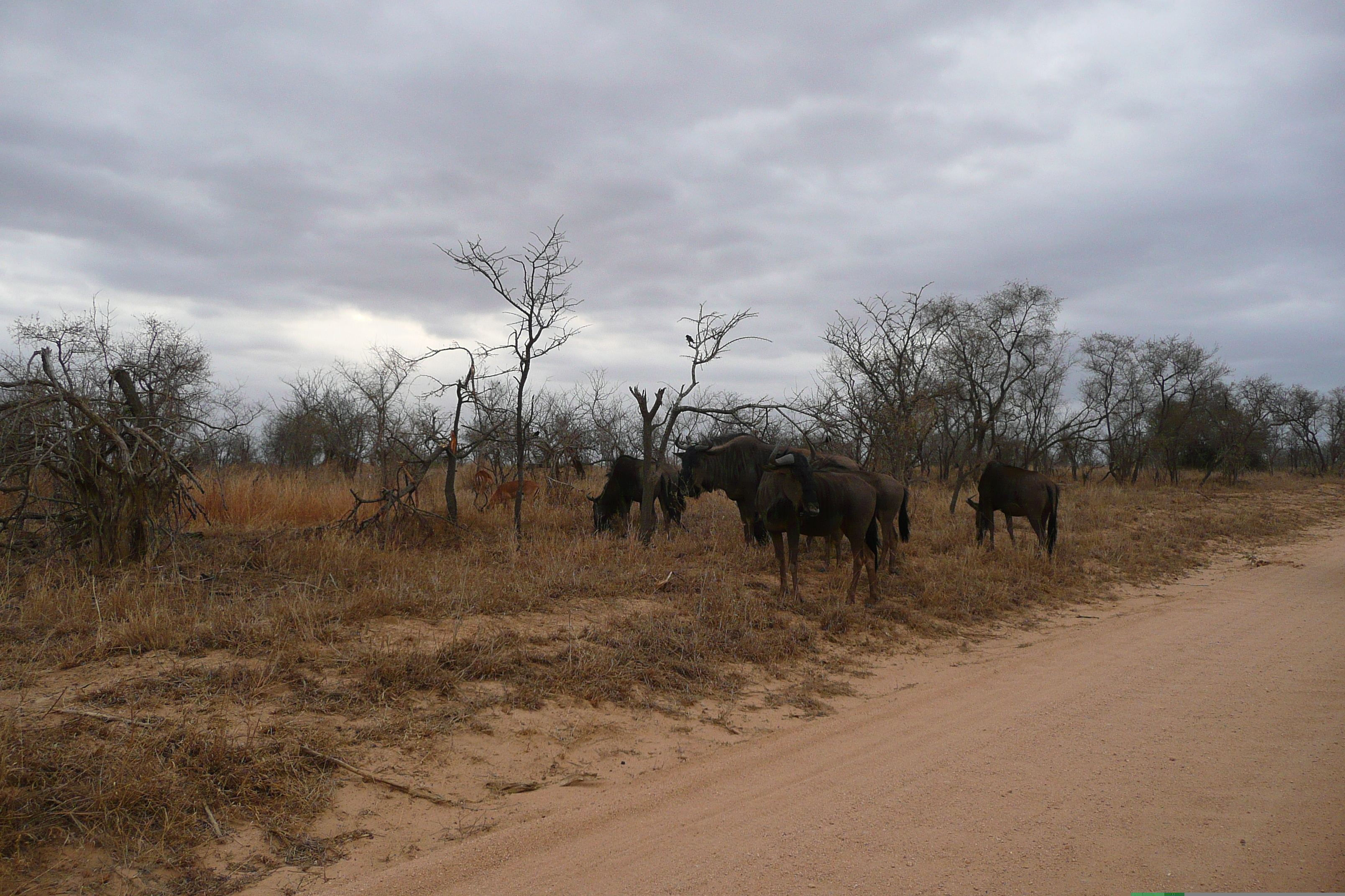 照片 南非(South Africa) 克鲁格国家公园(Kruger National Park) 2008-09 69