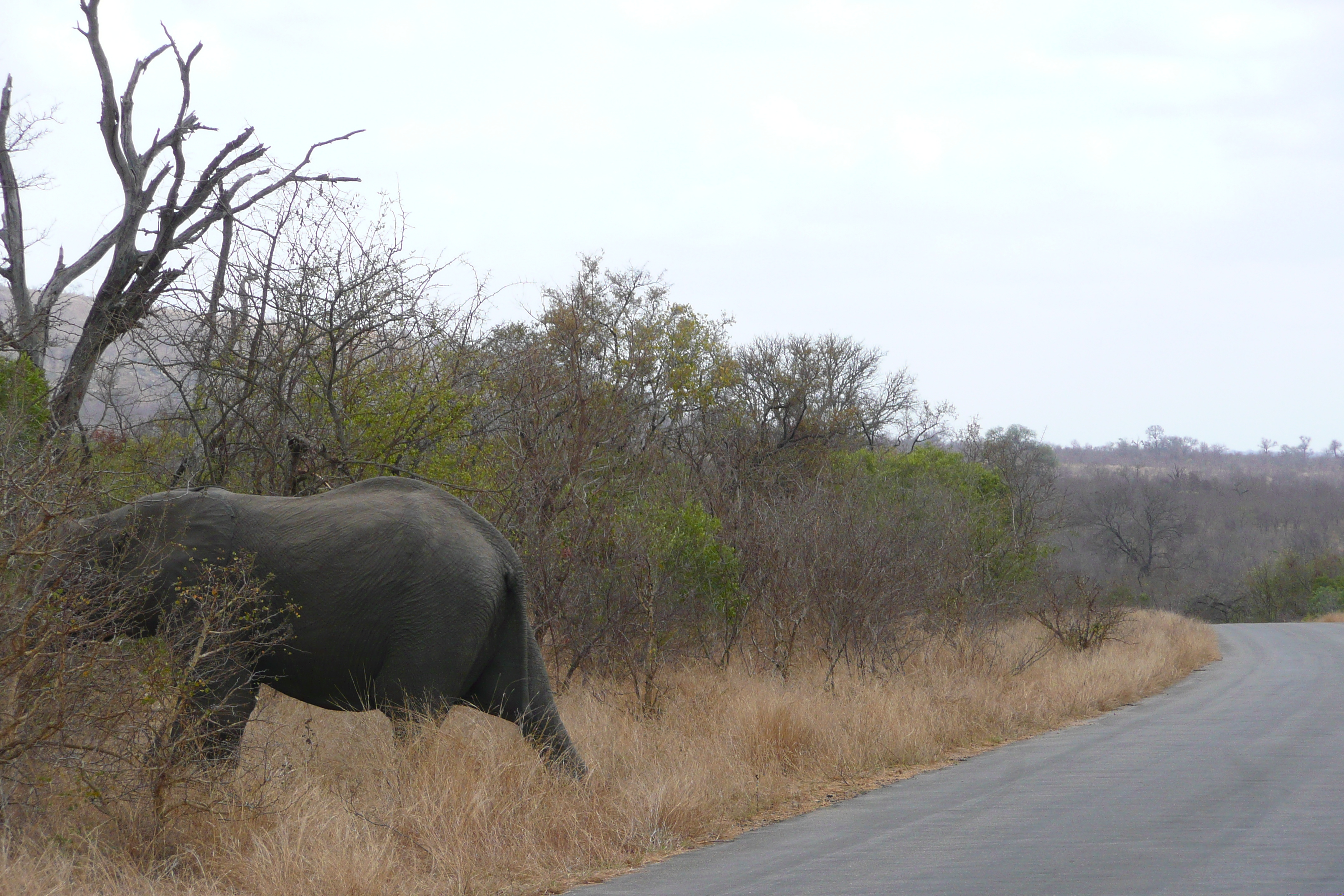 照片 南非(South Africa) 克鲁格国家公园(Kruger National Park) 2008-09 106