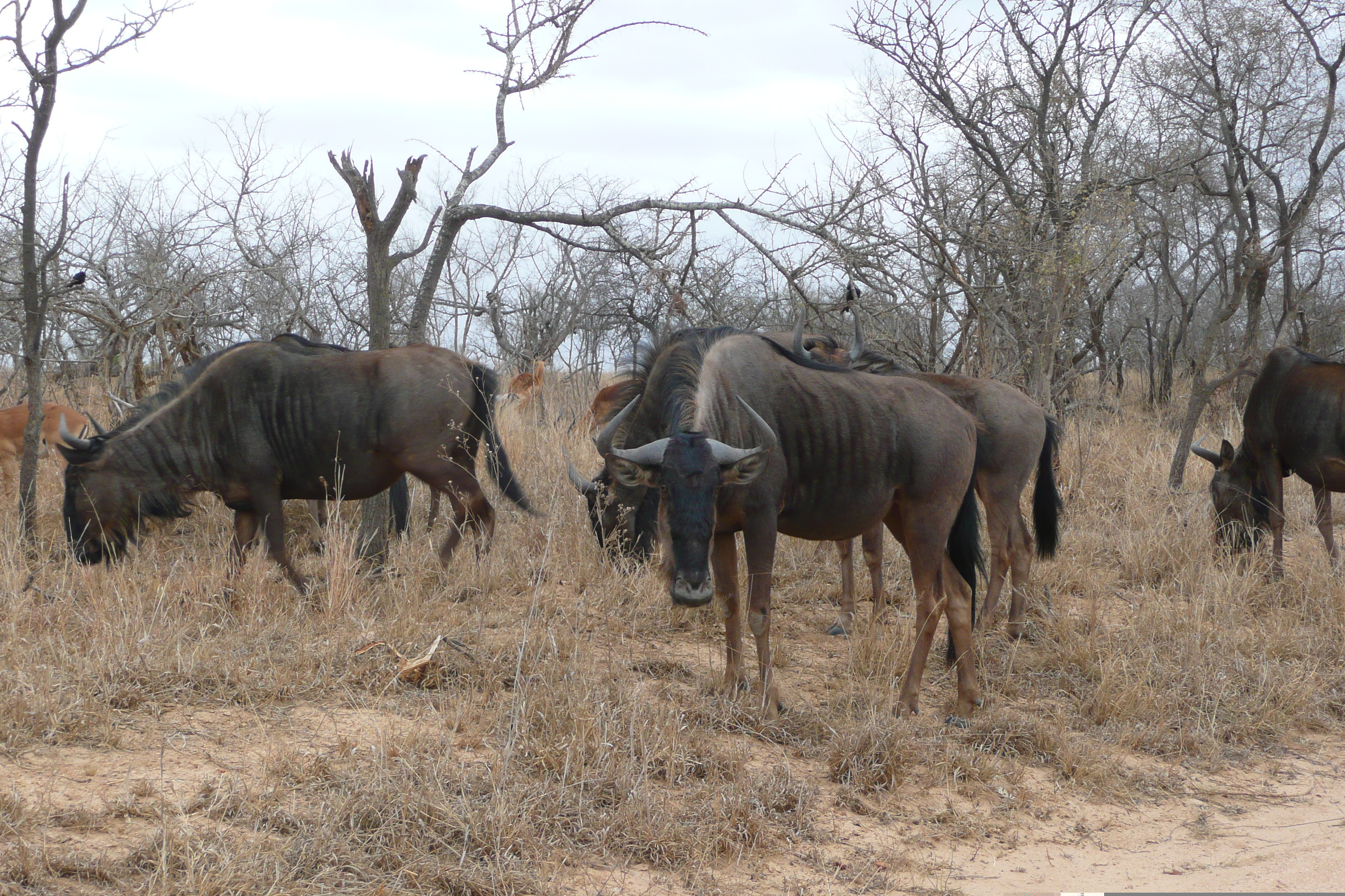 照片 南非(South Africa) 克鲁格国家公园(Kruger National Park) 2008-09 90