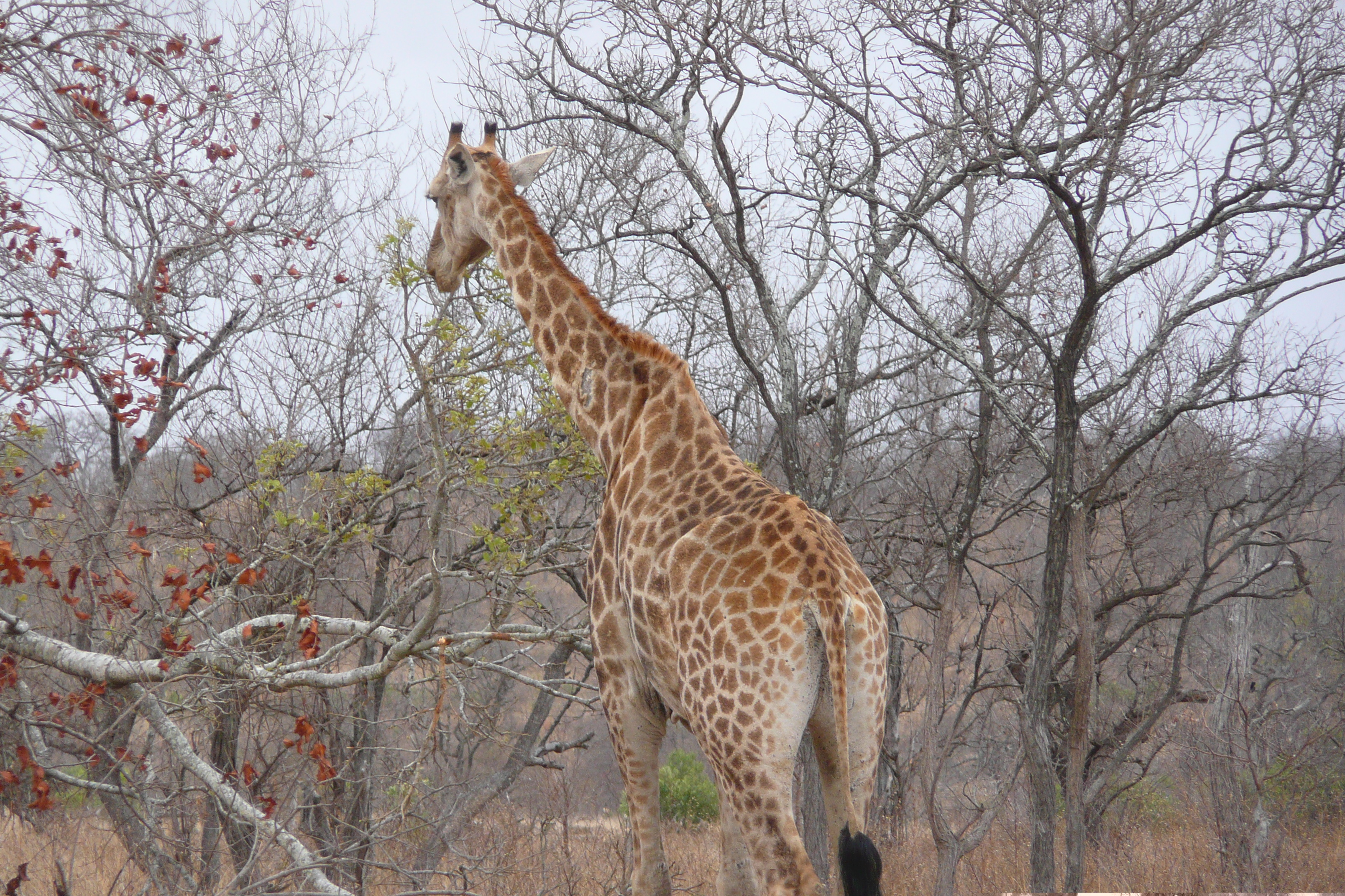 照片 南非(South Africa) 克鲁格国家公园(Kruger National Park) 2008-09 148