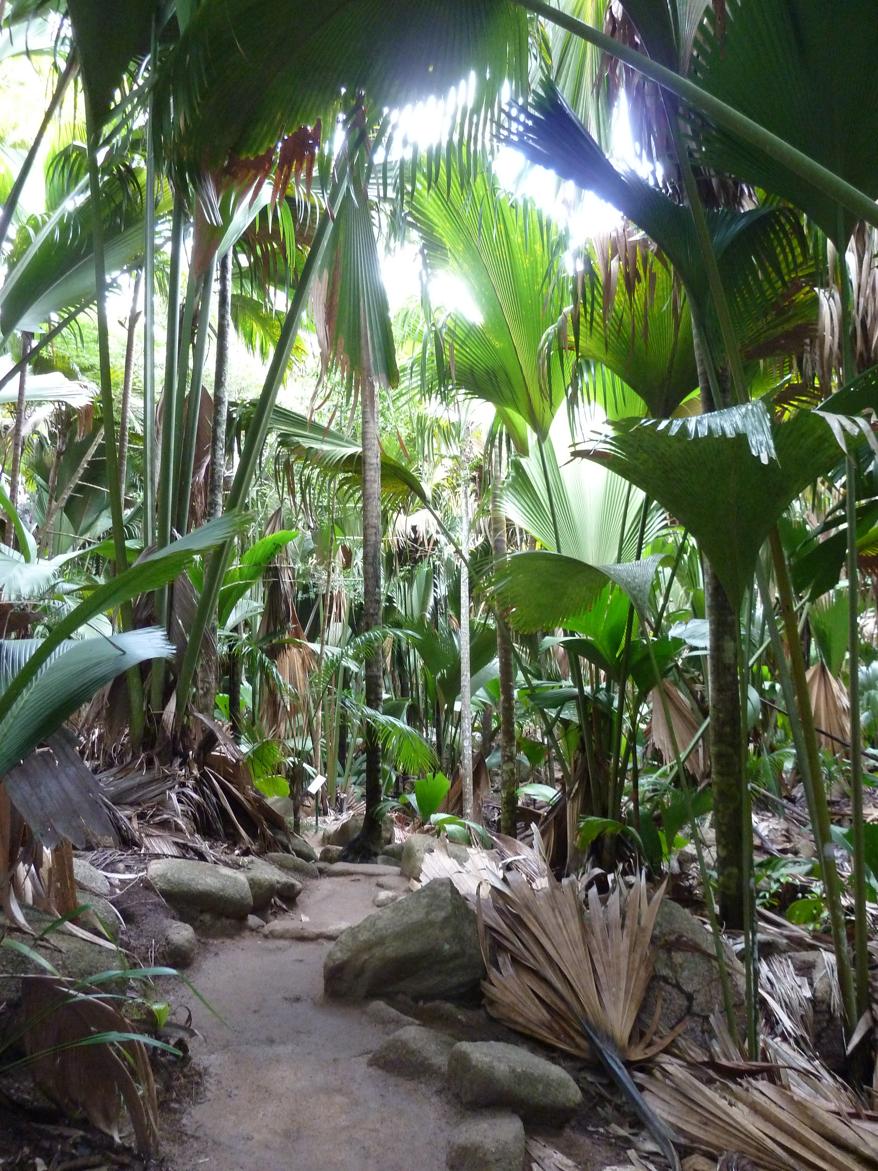 照片 塞舌尔(Seychelles) 五月谷(Vallee de Mai) 2011-10 16