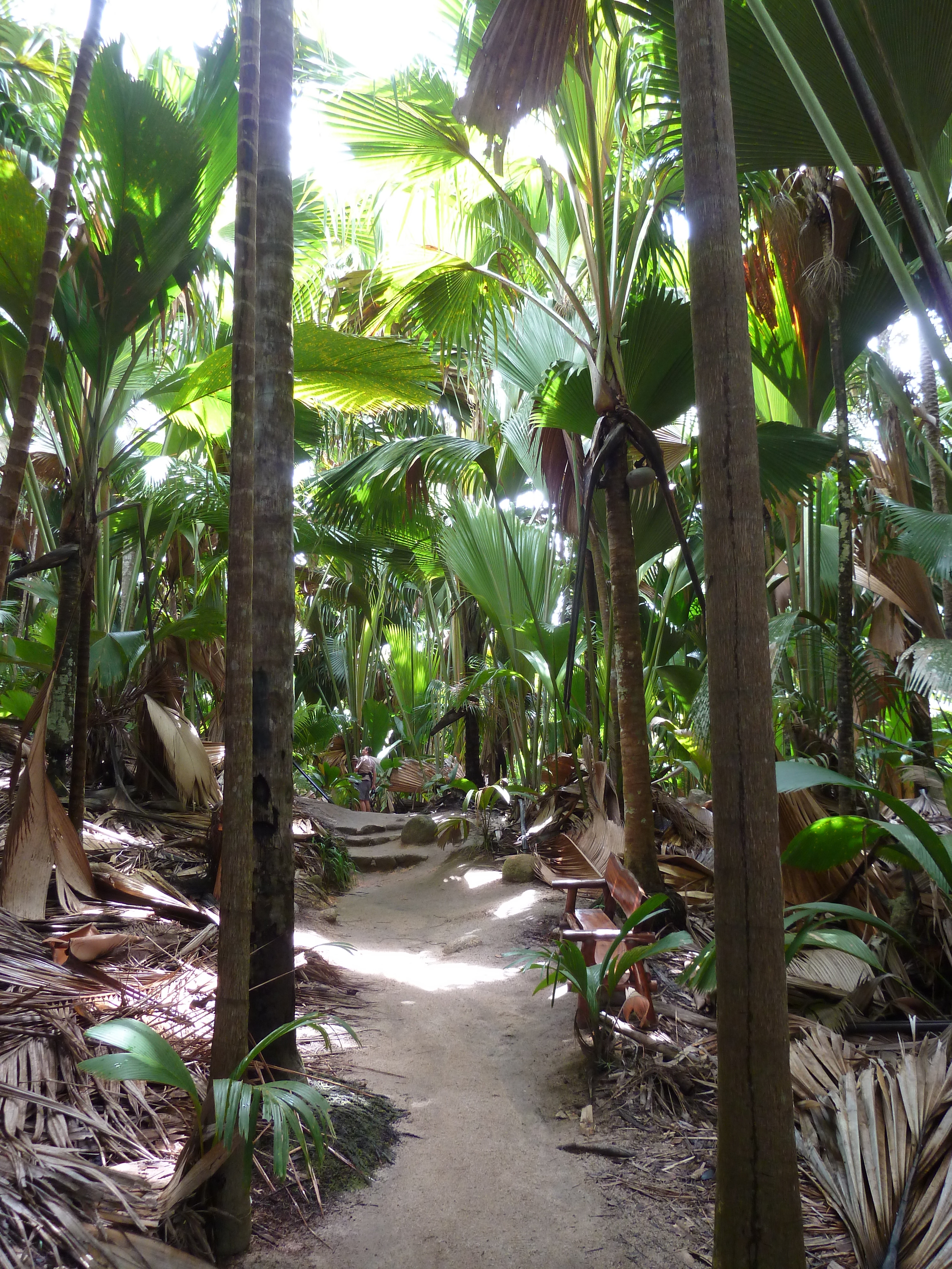 照片 塞舌尔(Seychelles) 五月谷(Vallee de Mai) 2011-10 89