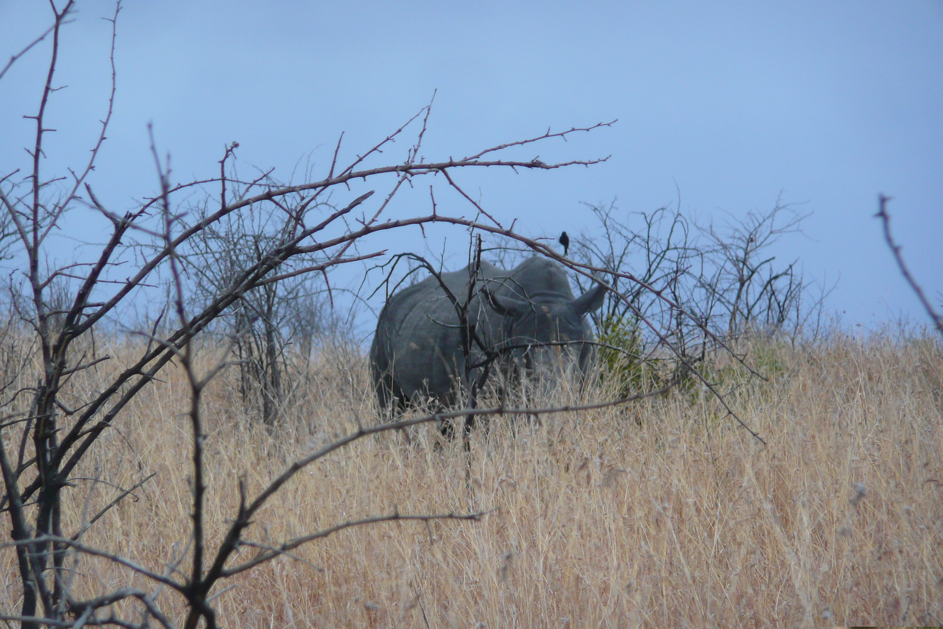 照片 南非(South Africa) 克鲁格国家公园(Kruger National Park) 2008-09 150