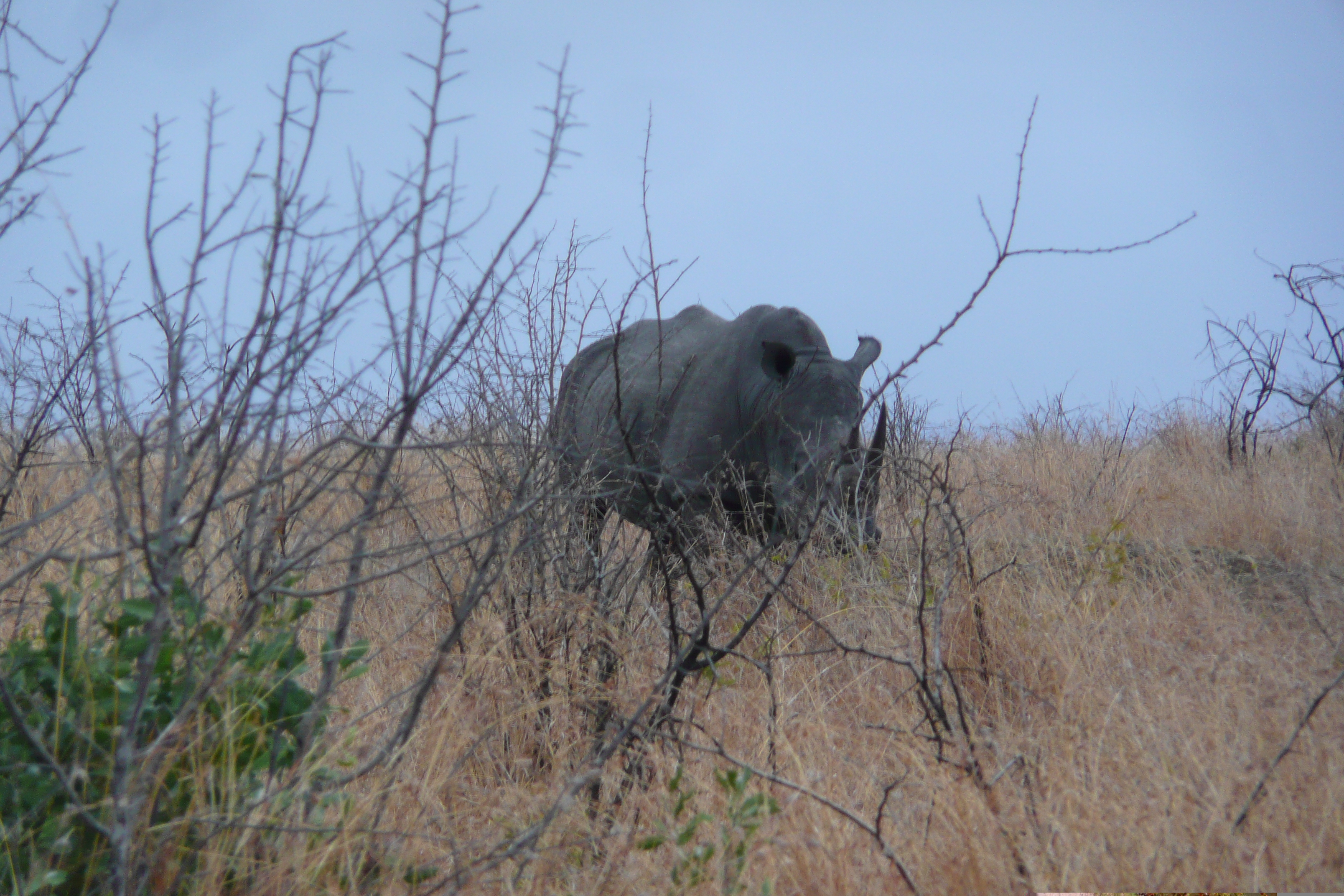 照片 南非(South Africa) 克鲁格国家公园(Kruger National Park) 2008-09 56
