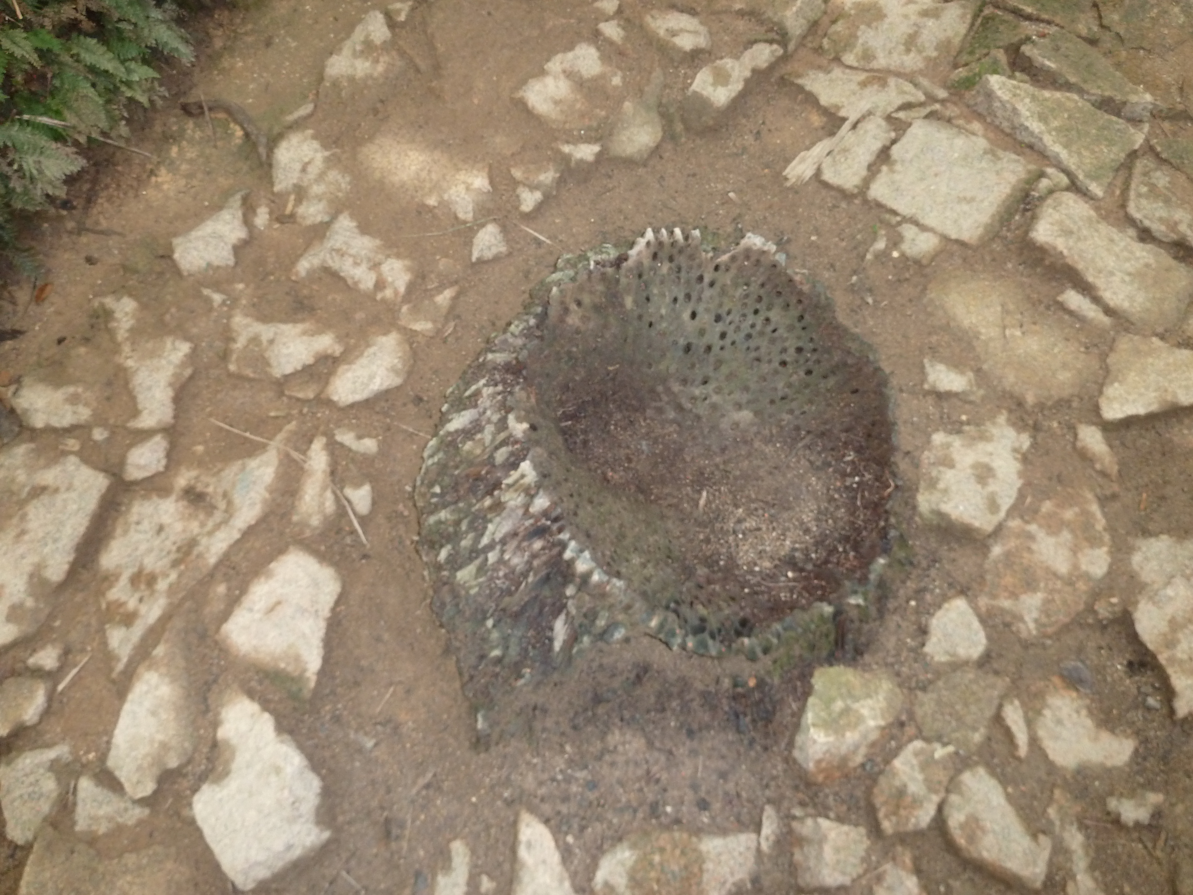 照片 塞舌尔(Seychelles) 五月谷(Vallee de Mai) 2011-10 17