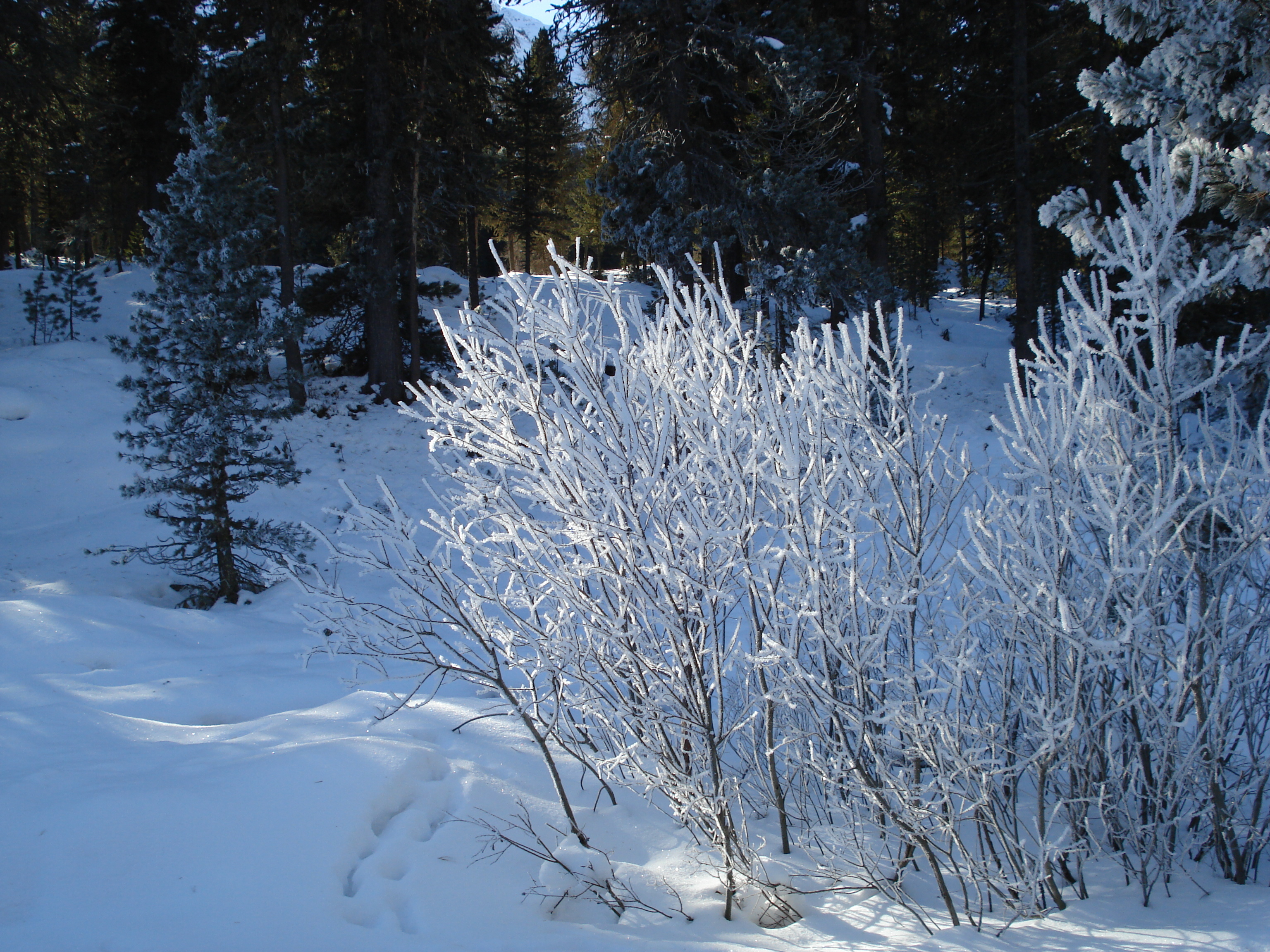 照片 瑞士(Switzerland) 圣莫里茨施拉里尼亚(St Moritz Schlarigna) 2007-01 15
