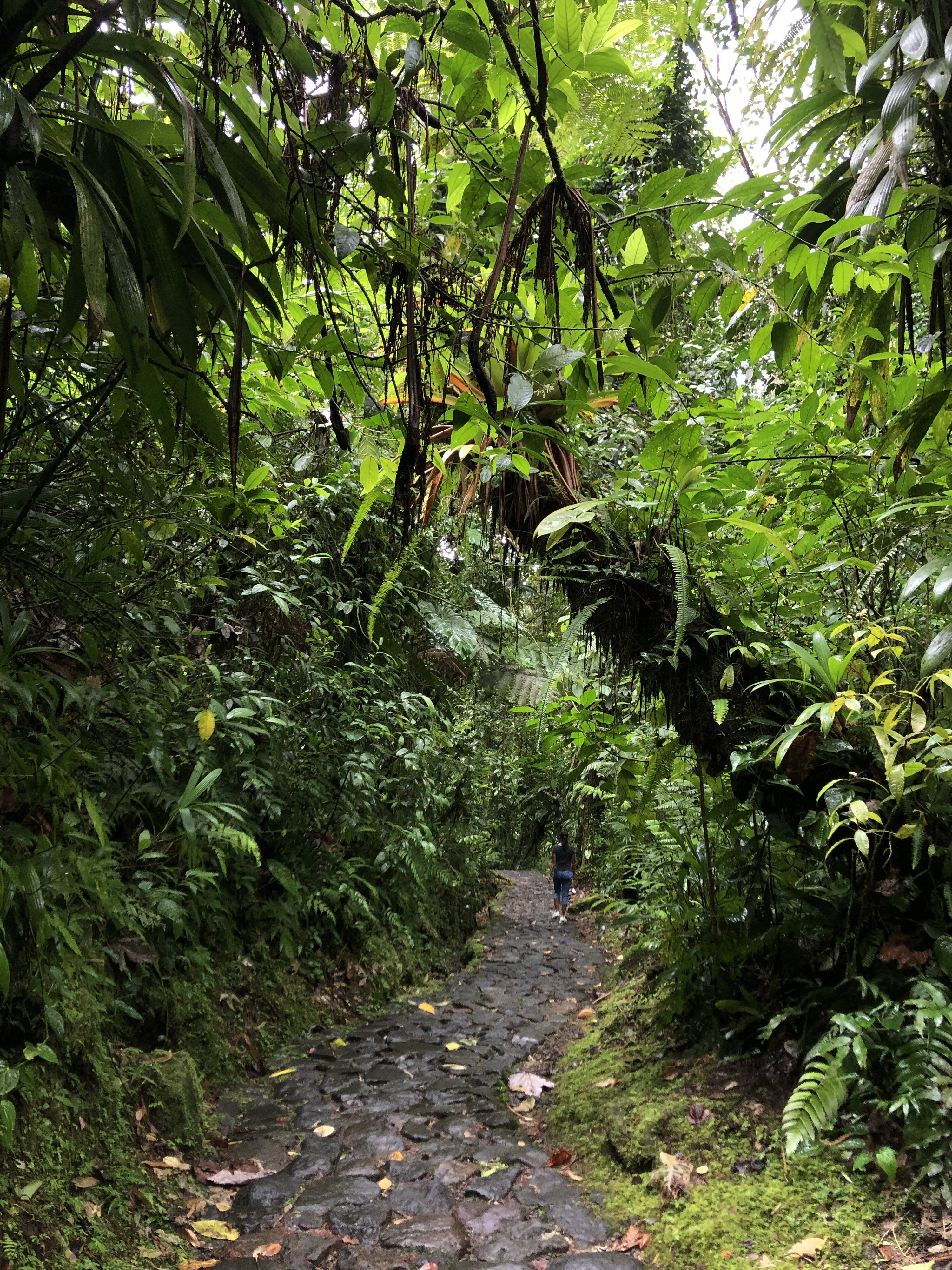 照片 瓜德罗普(Guadeloupe) 卡尔贝瀑布(Carbet Falls) 2021-02 36