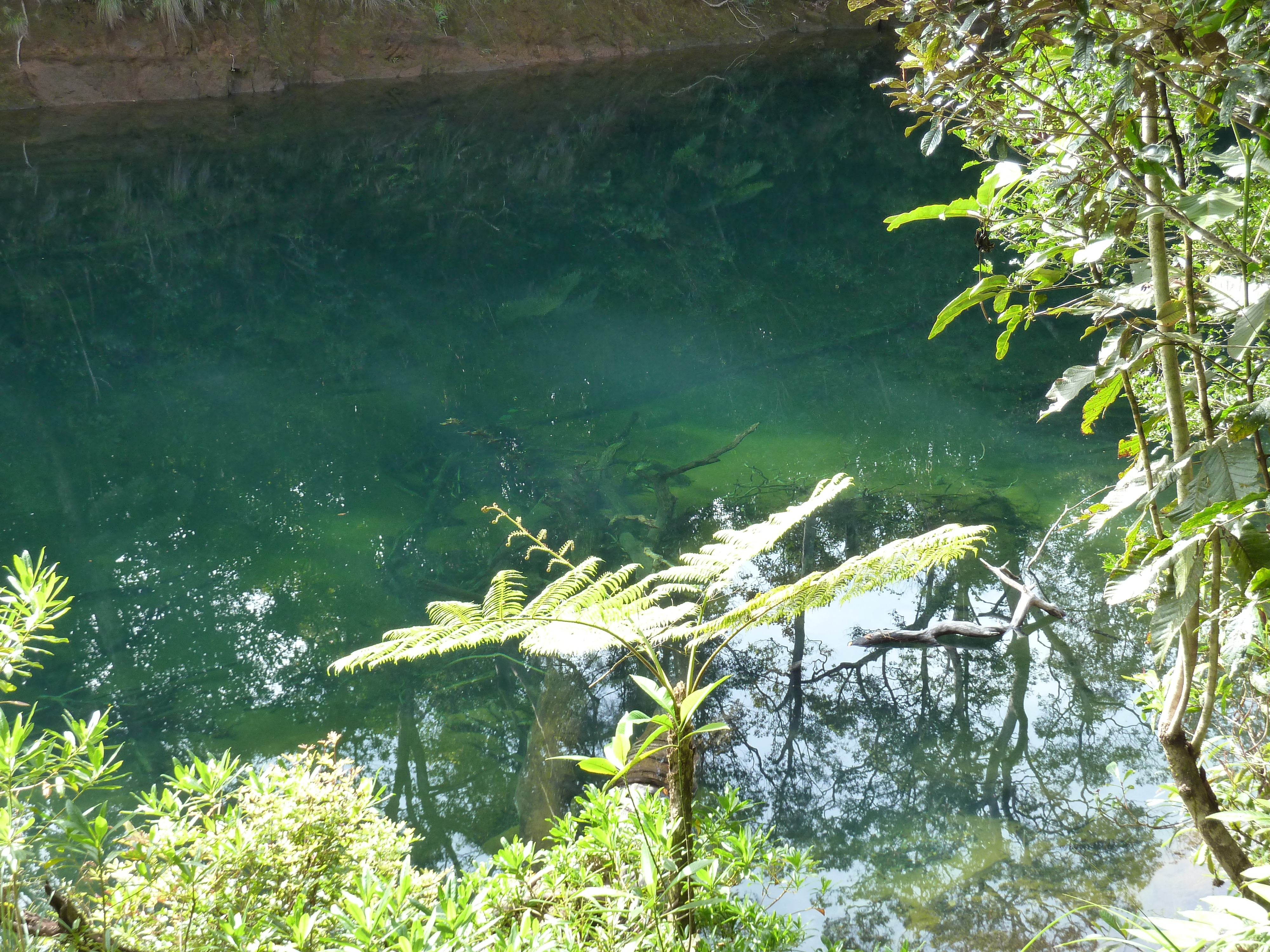 照片 新喀里多尼亚(New Caledonia) 蓝河公园(Parc de la Riviere Bleue) 大贝壳杉(Le Grand Kaori) 2010-05 6