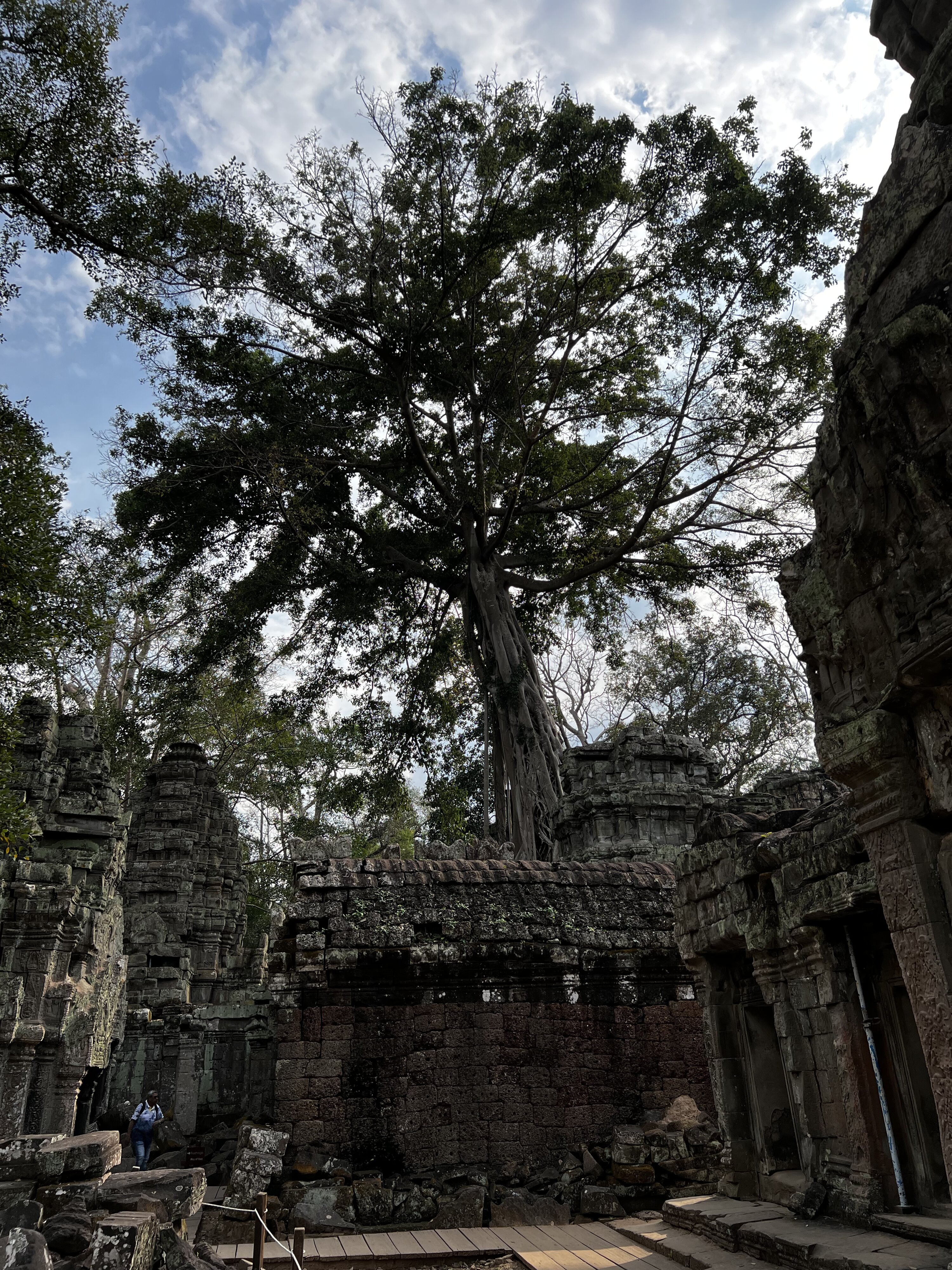 照片 柬埔寨(Cambodia) 暹粒(Siem Reap) 塔布茏寺(Ta Prohm) 2023-01 15