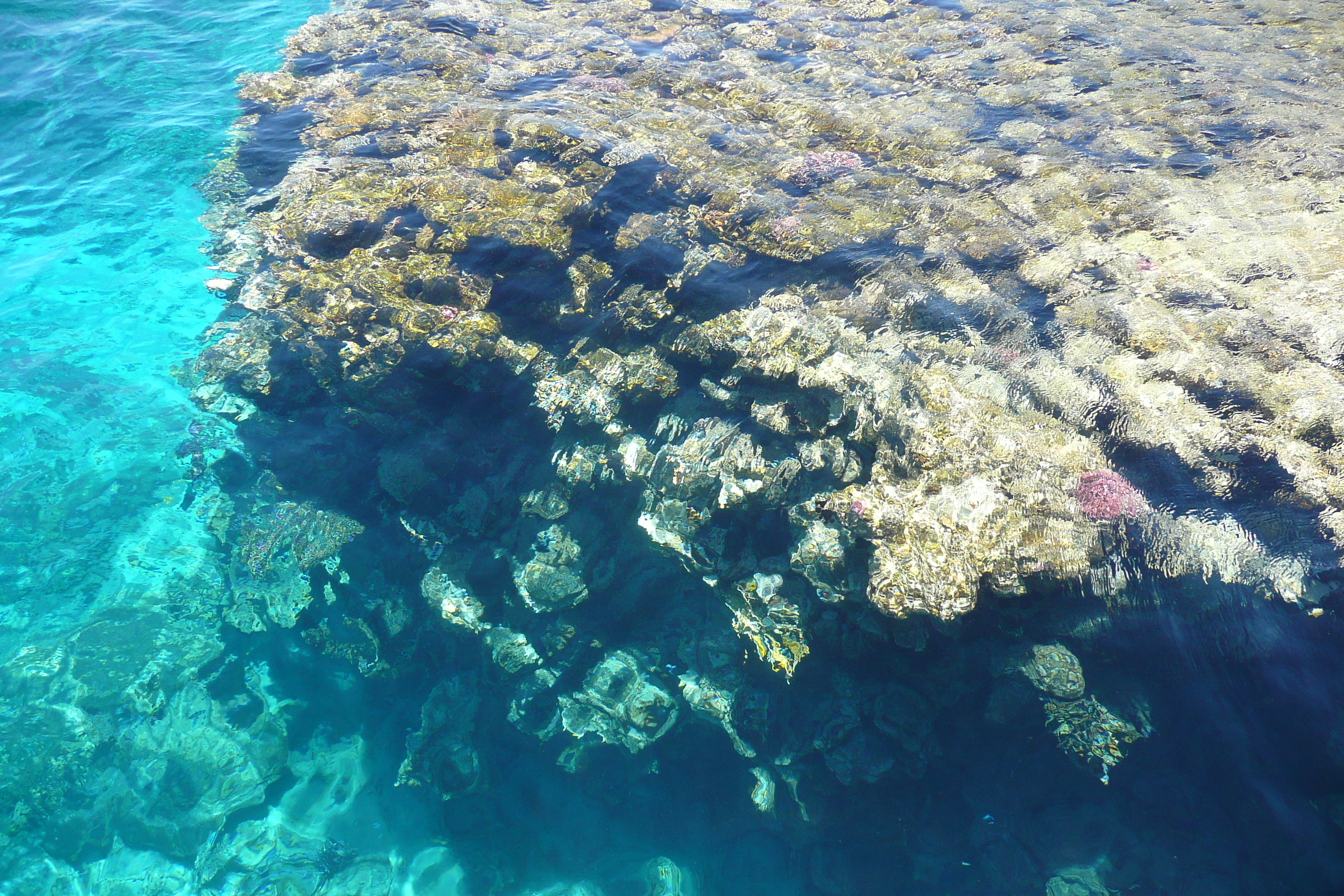 照片 埃及(Egypt) 沙姆沙伊赫(Sharm el Sheikh) 四季酒店(Four Seasons Hotel) 四季酒店海滩(Four Seasons Beach) 2008-06 39