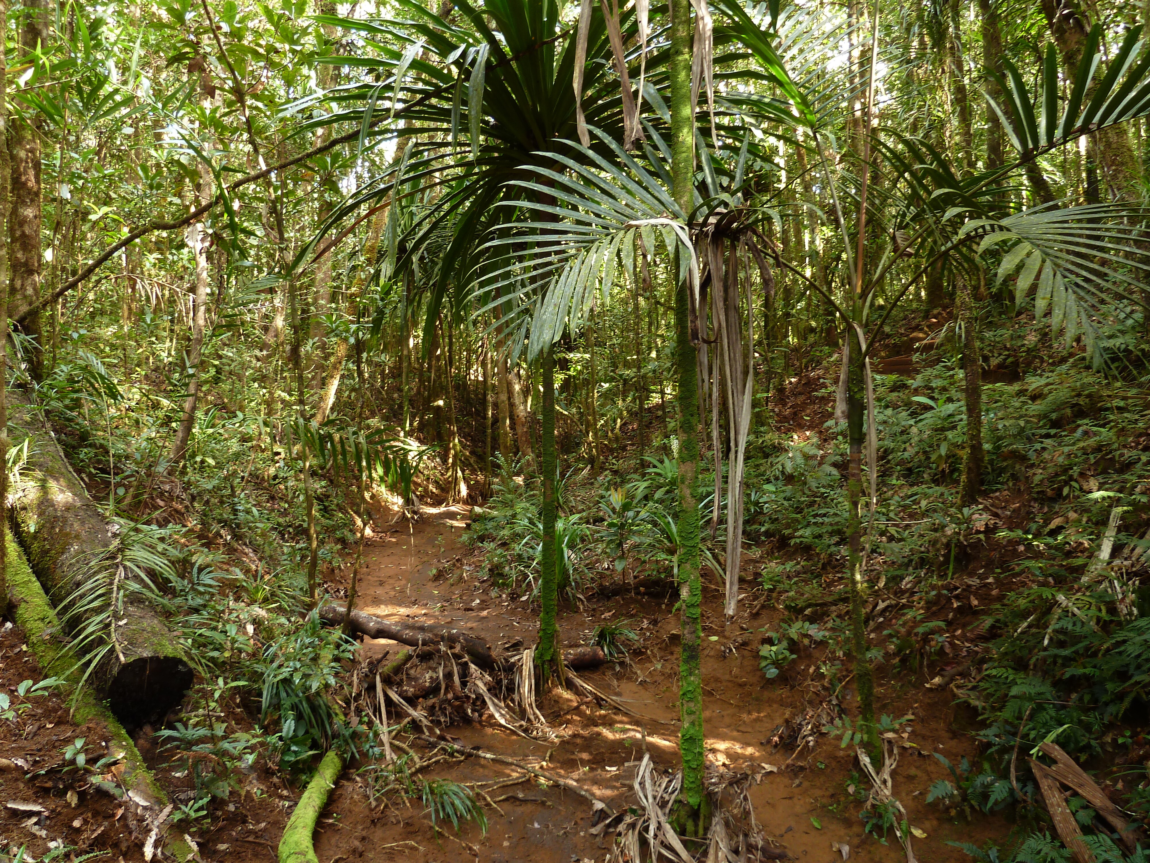 照片 新喀里多尼亚(New Caledonia) 蓝河公园(Parc de la Riviere Bleue) 大贝壳杉(Le Grand Kaori) 2010-05 24