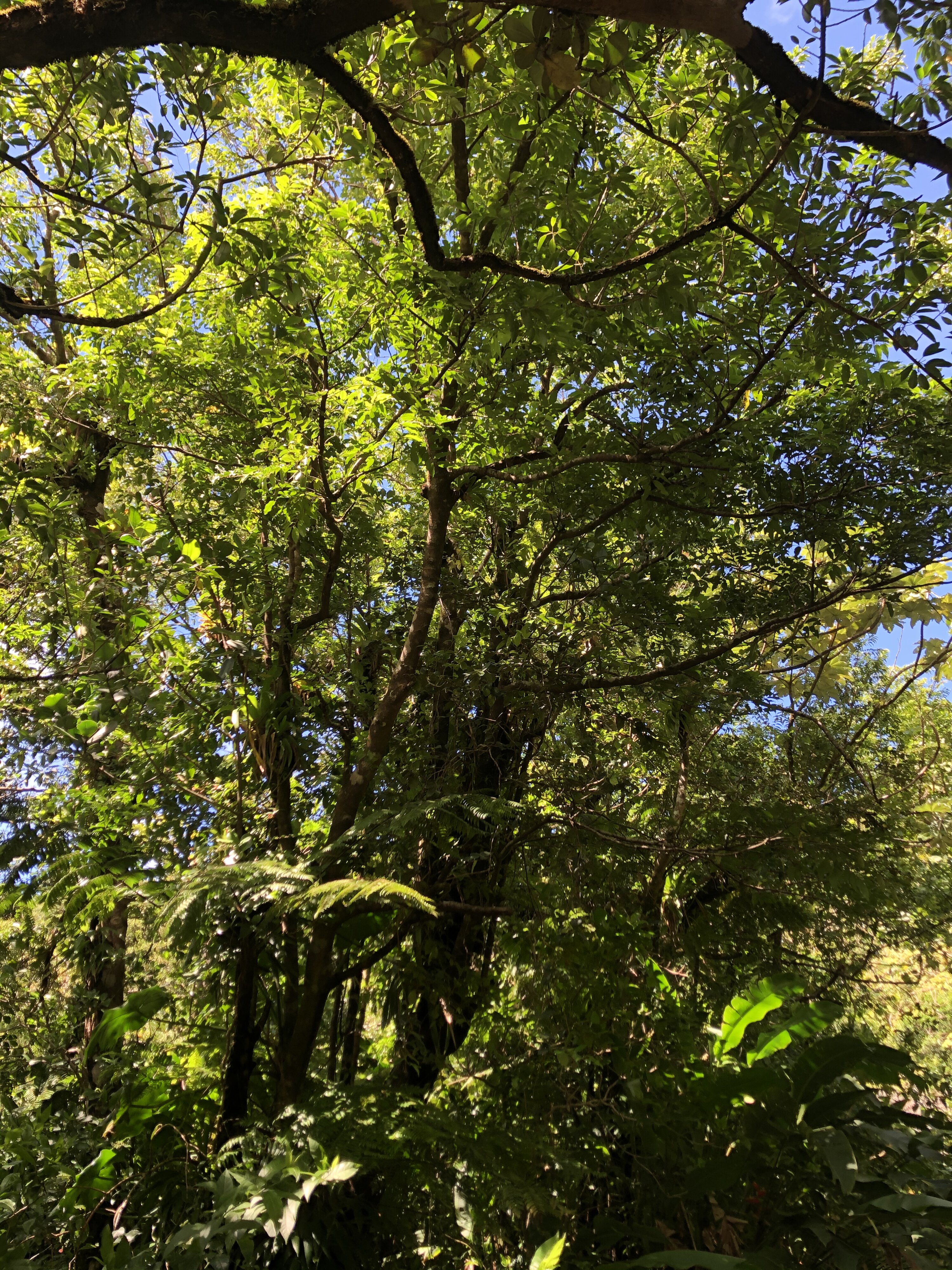 照片 瓜德罗普(Guadeloupe) 大苏弗里耶尔火山(La Grande Soufriere) 2021-02 69