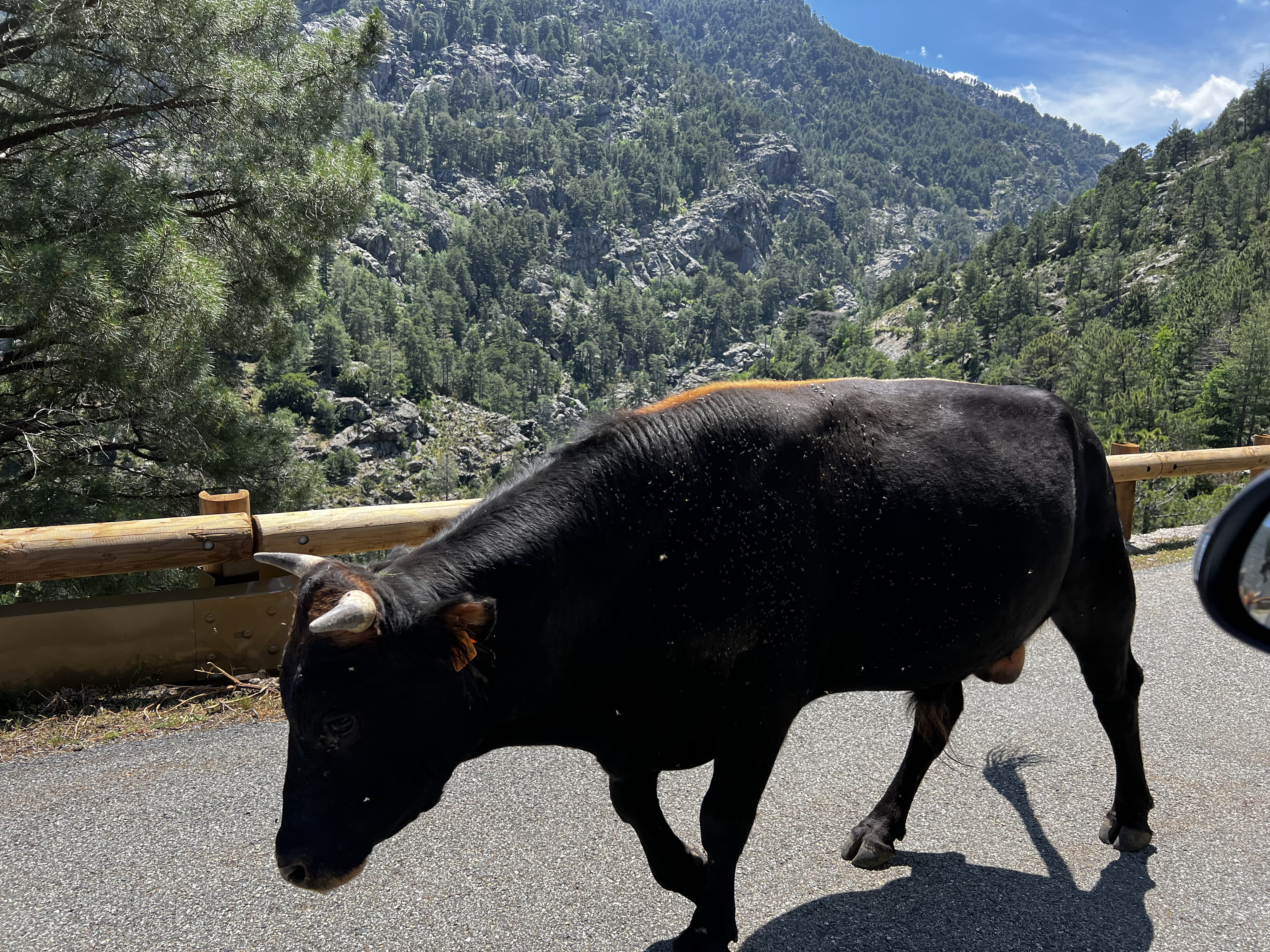 照片 法国(France) 科西嘉岛(Corsica) 阿斯科(Asco) 2023-06 32