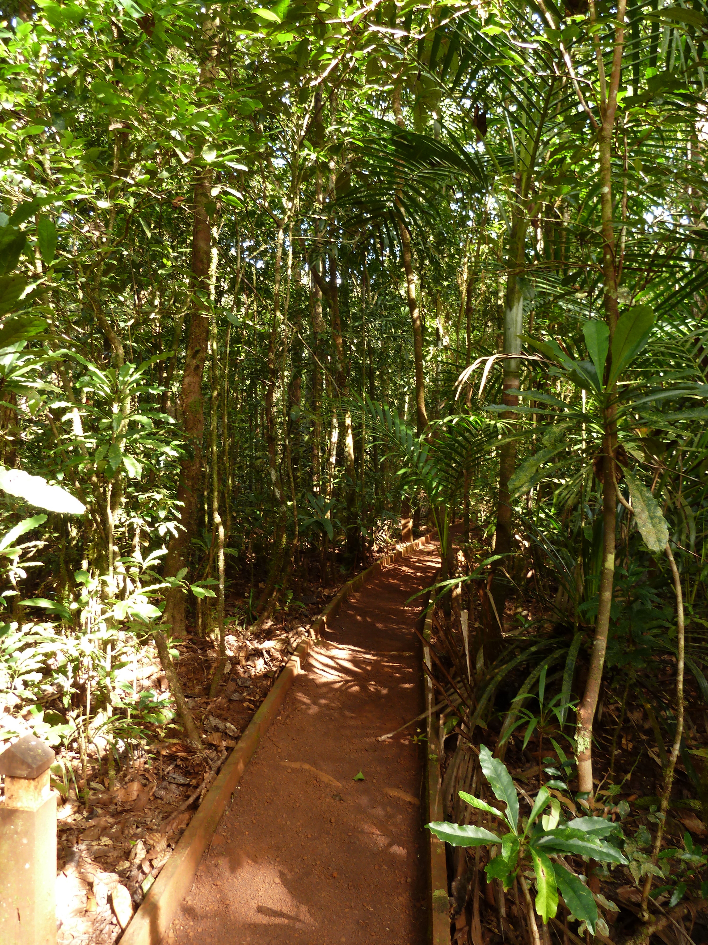 照片 新喀里多尼亚(New Caledonia) 蓝河公园(Parc de la Riviere Bleue) 大贝壳杉(Le Grand Kaori) 2010-05 45