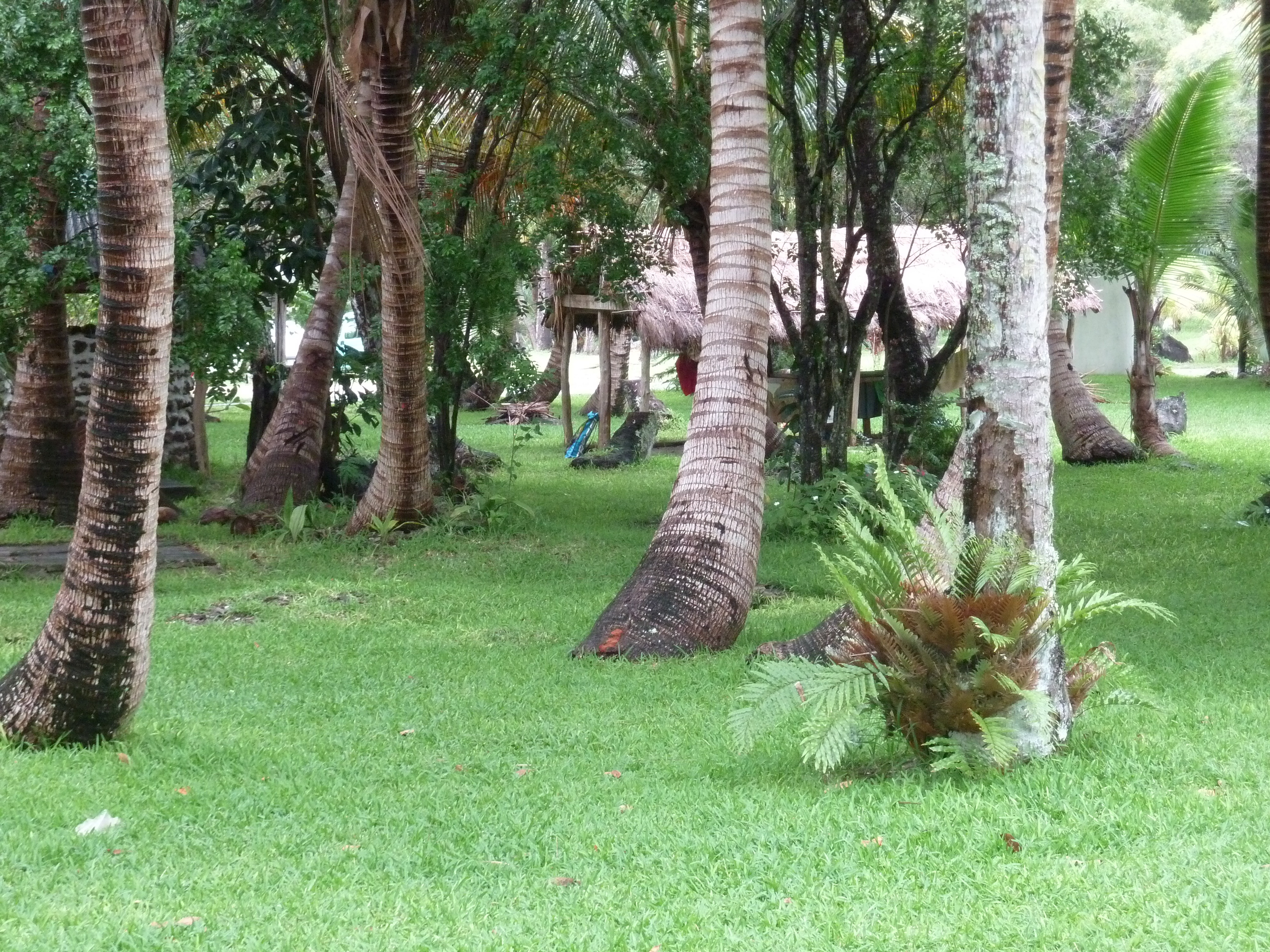 照片 新喀里多尼亚(New Caledonia) 松树岛(Ile des pins) 2010-05 2
