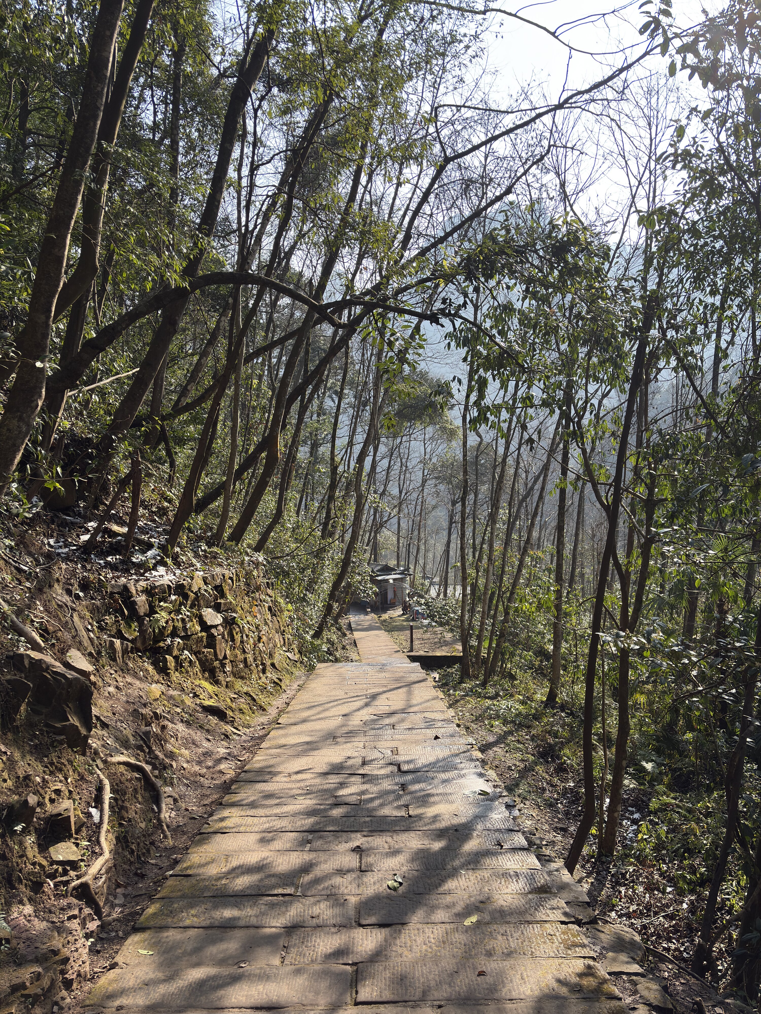 照片 中国(China) 张家界(Zhangjiajie) 天子山(Tianzi Mountain) 2026-01 4