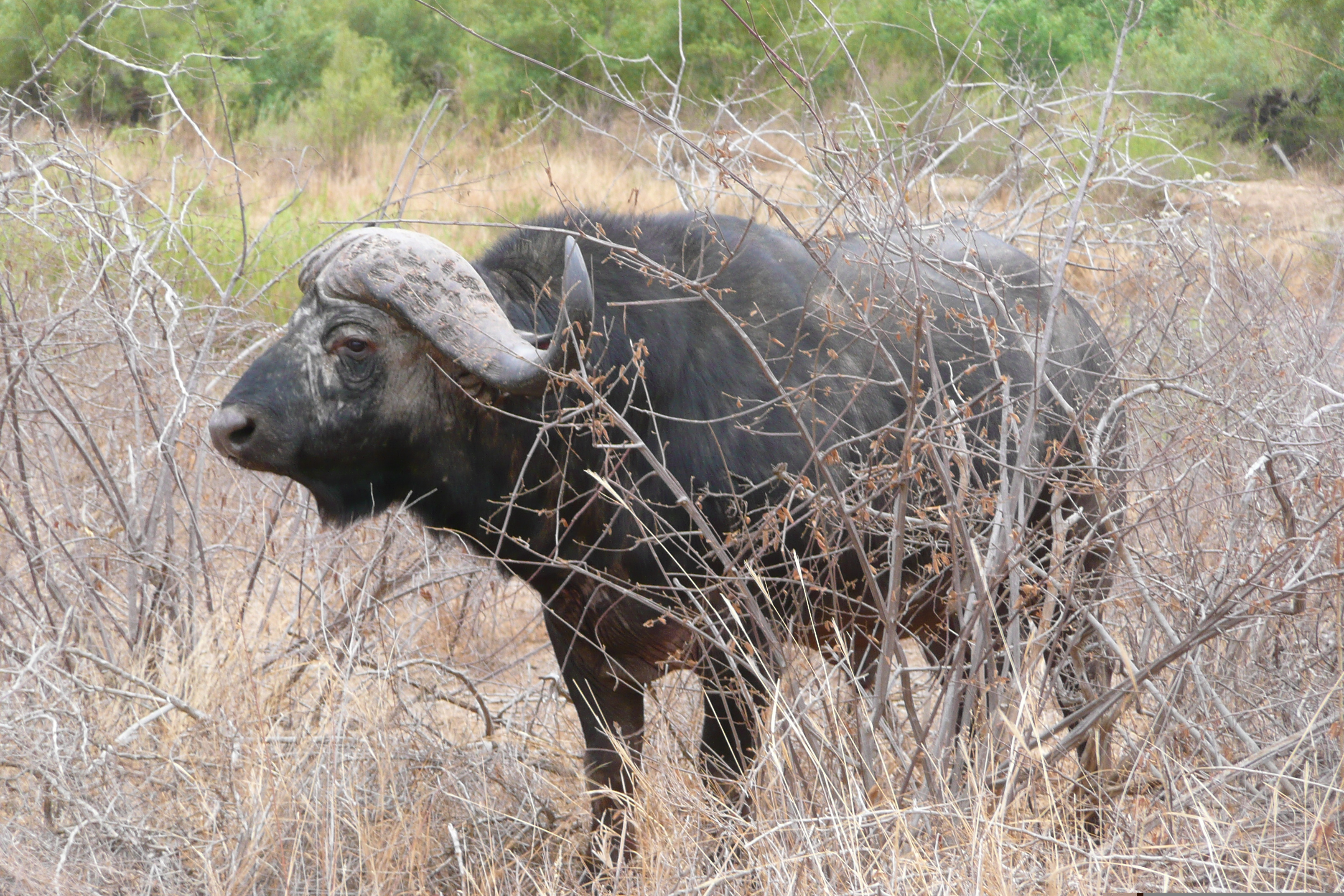照片 南非(South Africa) 克鲁格国家公园(Kruger National Park) 萨布尔河(Sable River) 2008-09 16