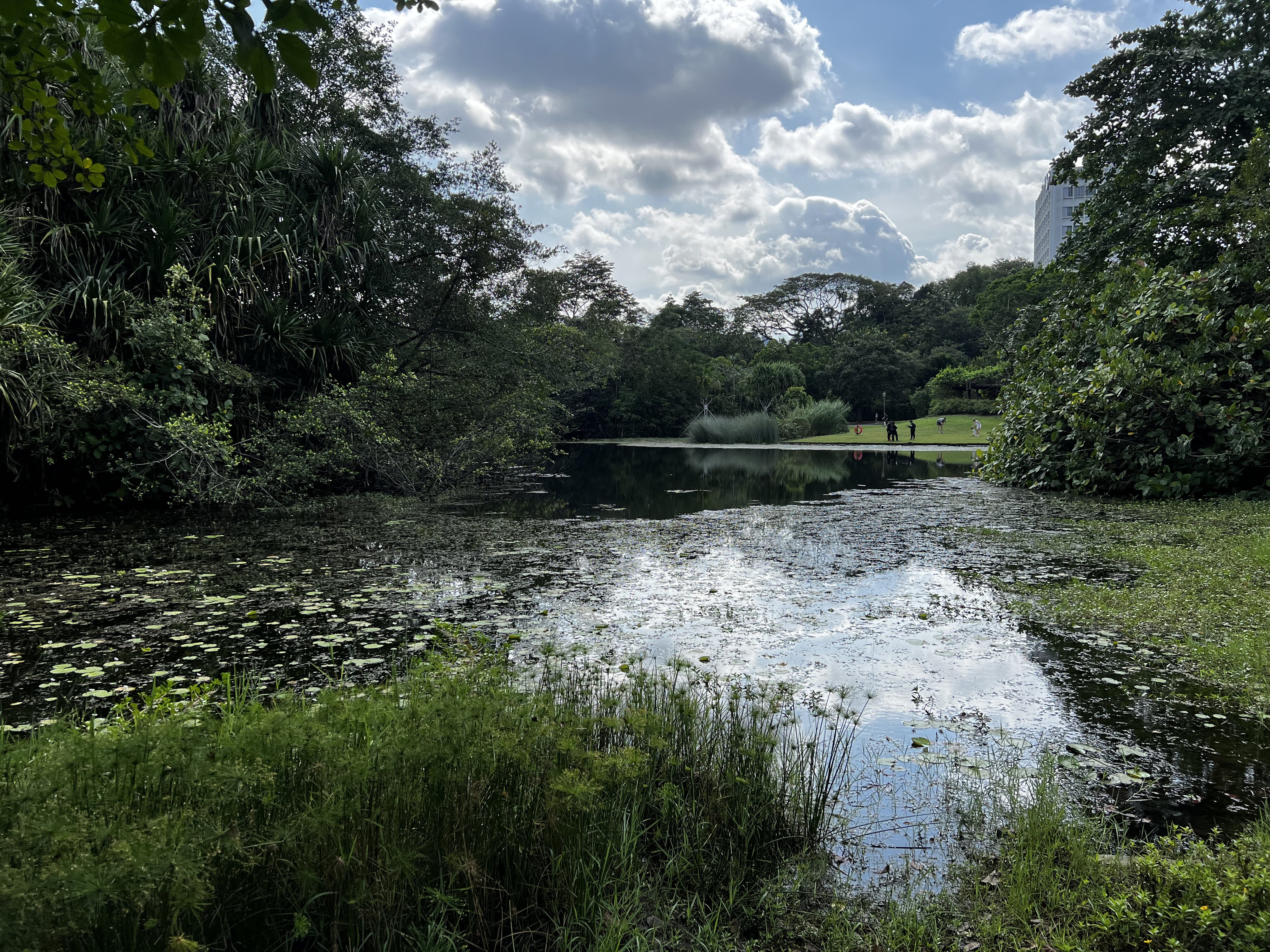 照片 新加坡(Singapore) 新加坡植物园(Singapore Botanic Gardens) 2023-01 4