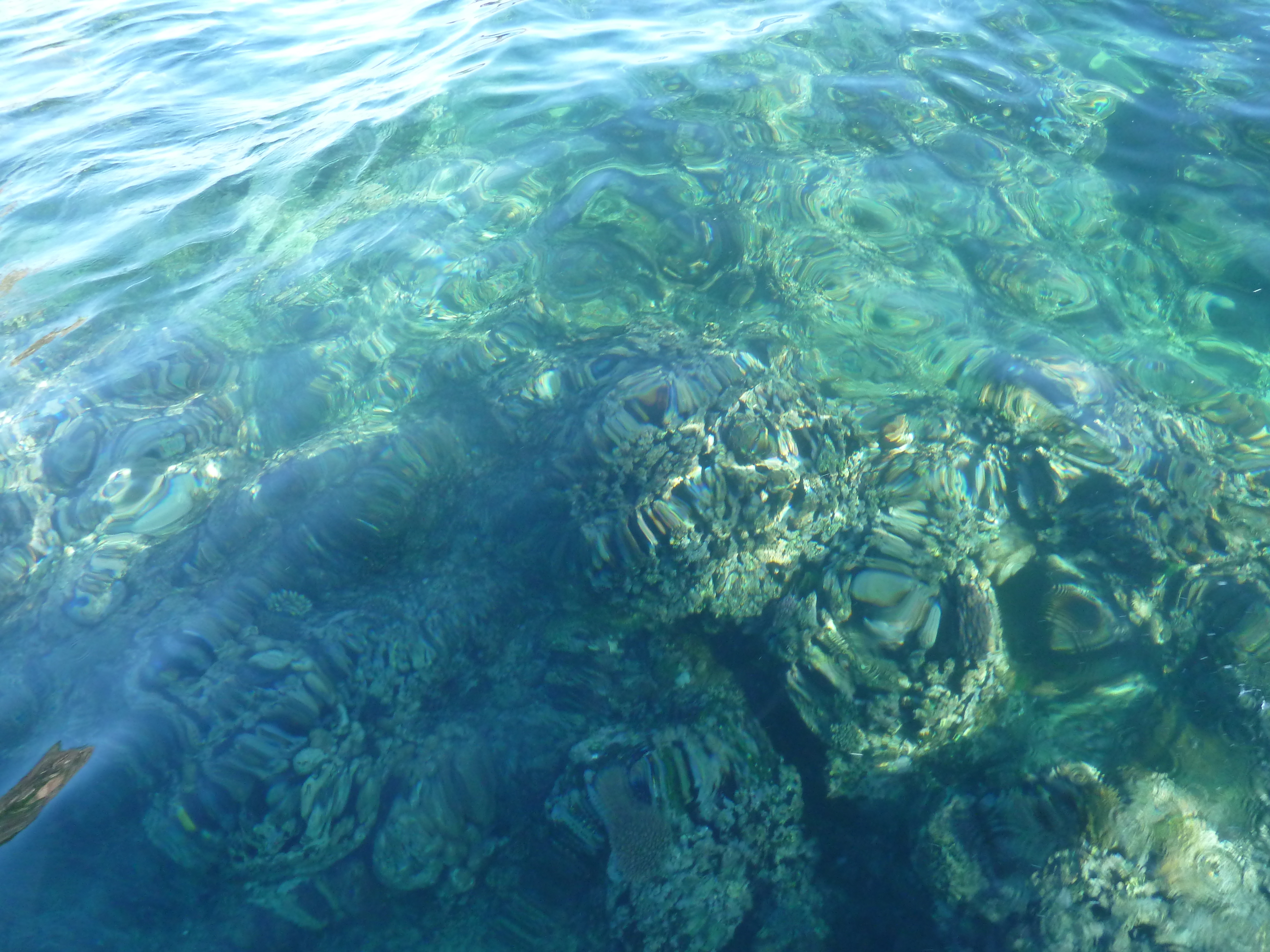 照片 斐济(Fiji) 漂流者岛(Castaway Island) 2010-05 169