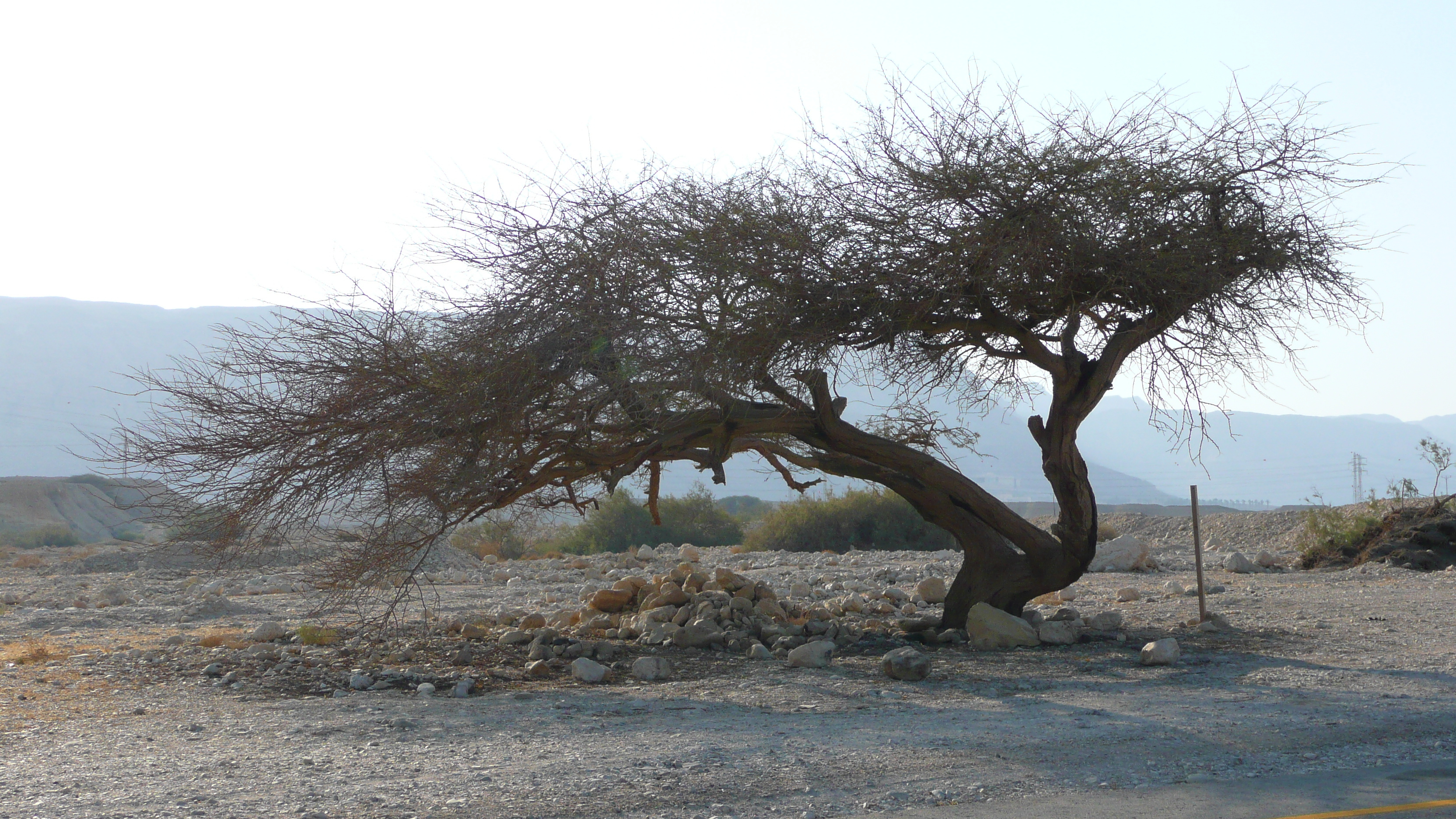 照片 以色列(Israel) 死海(Dead Sea) 2007-06 19