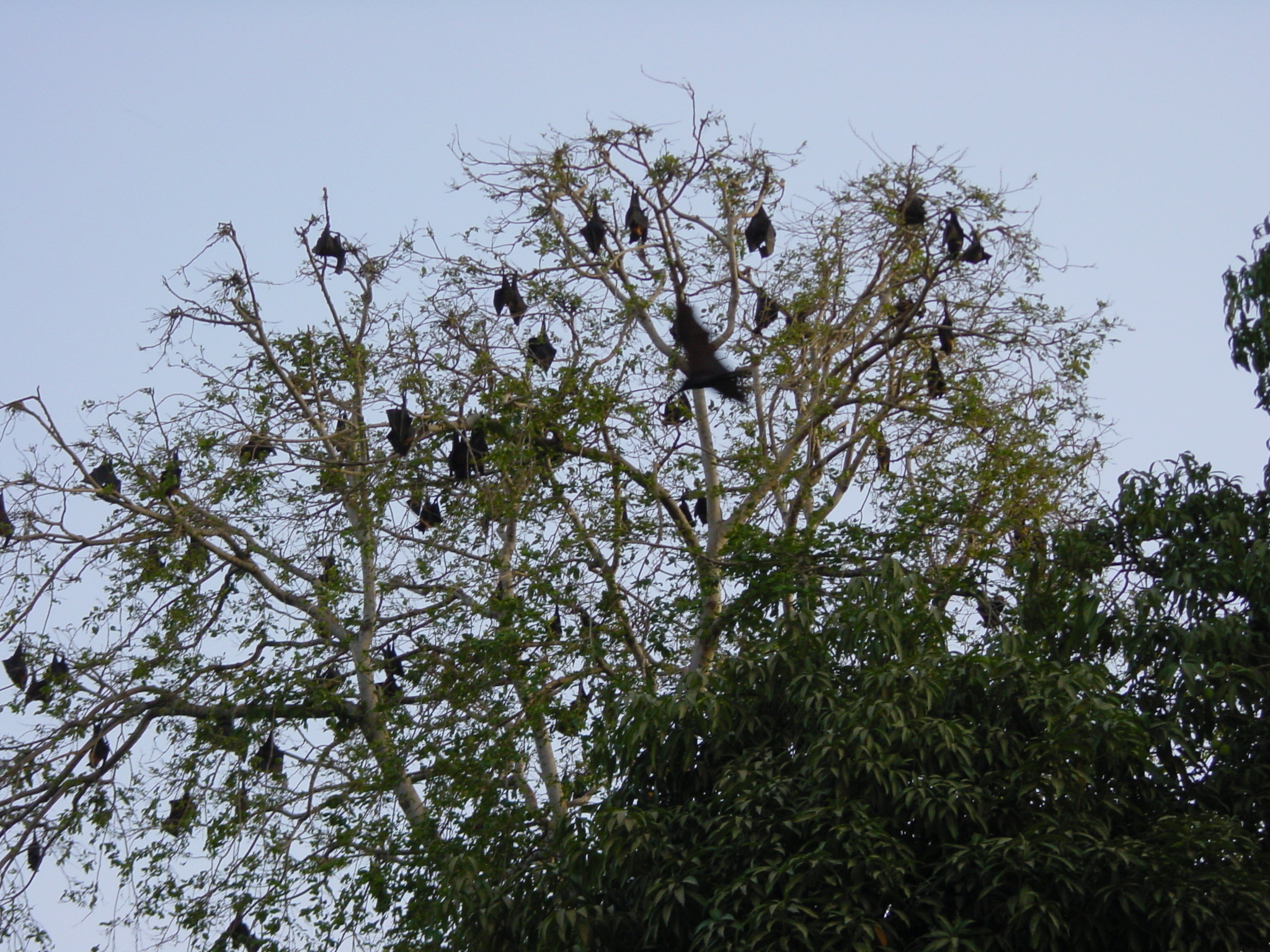 照片 印度(India) 乌代浦(Udaipur) 2003-05 20